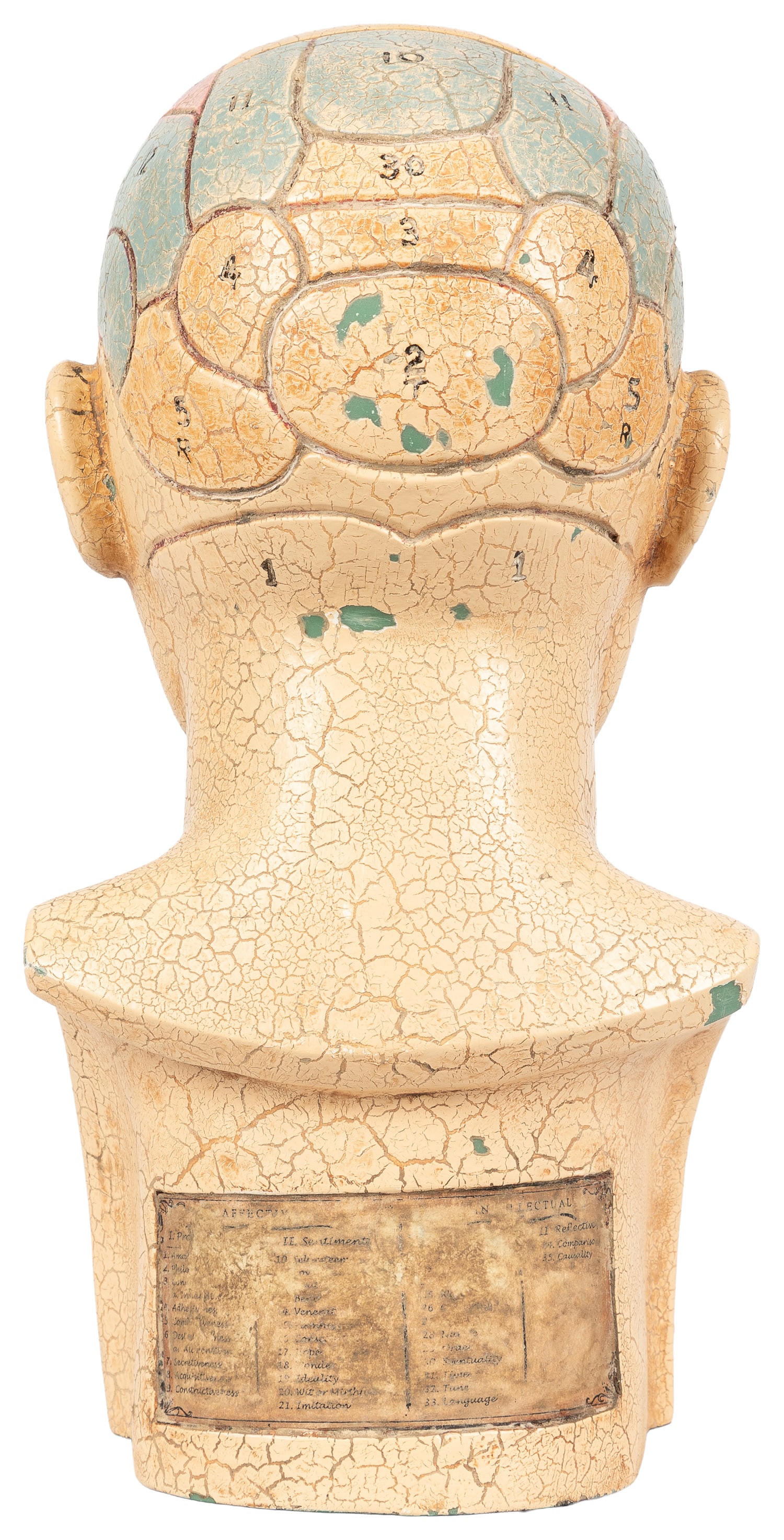 Dr. Willarton Phrenology Bust. - 3