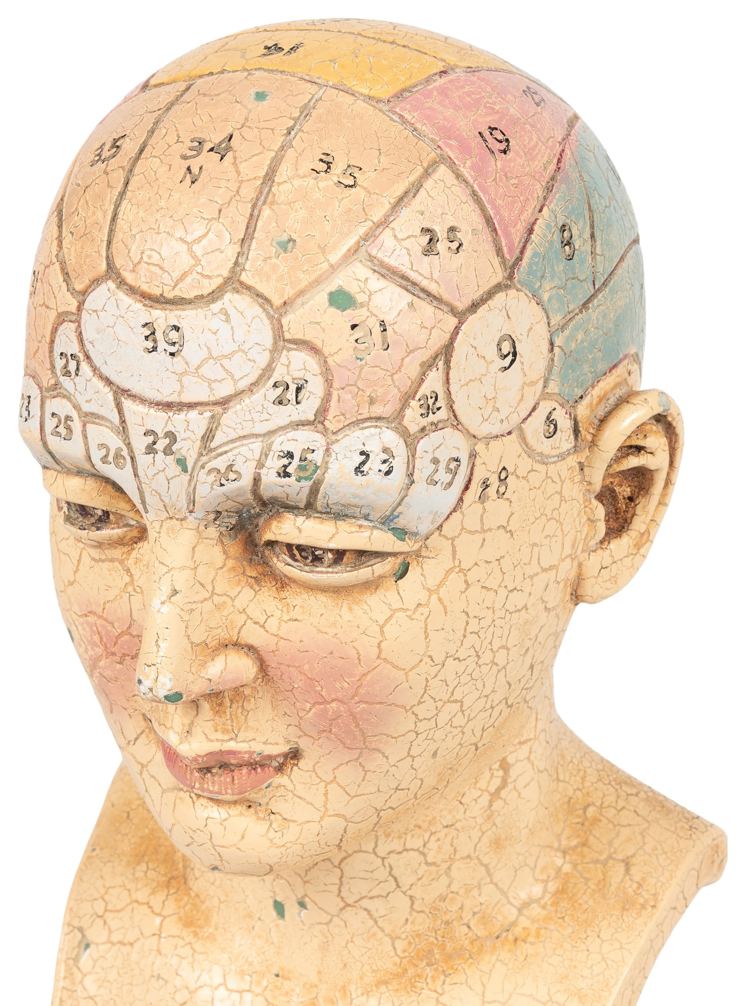 Dr. Willarton Phrenology Bust. - 4