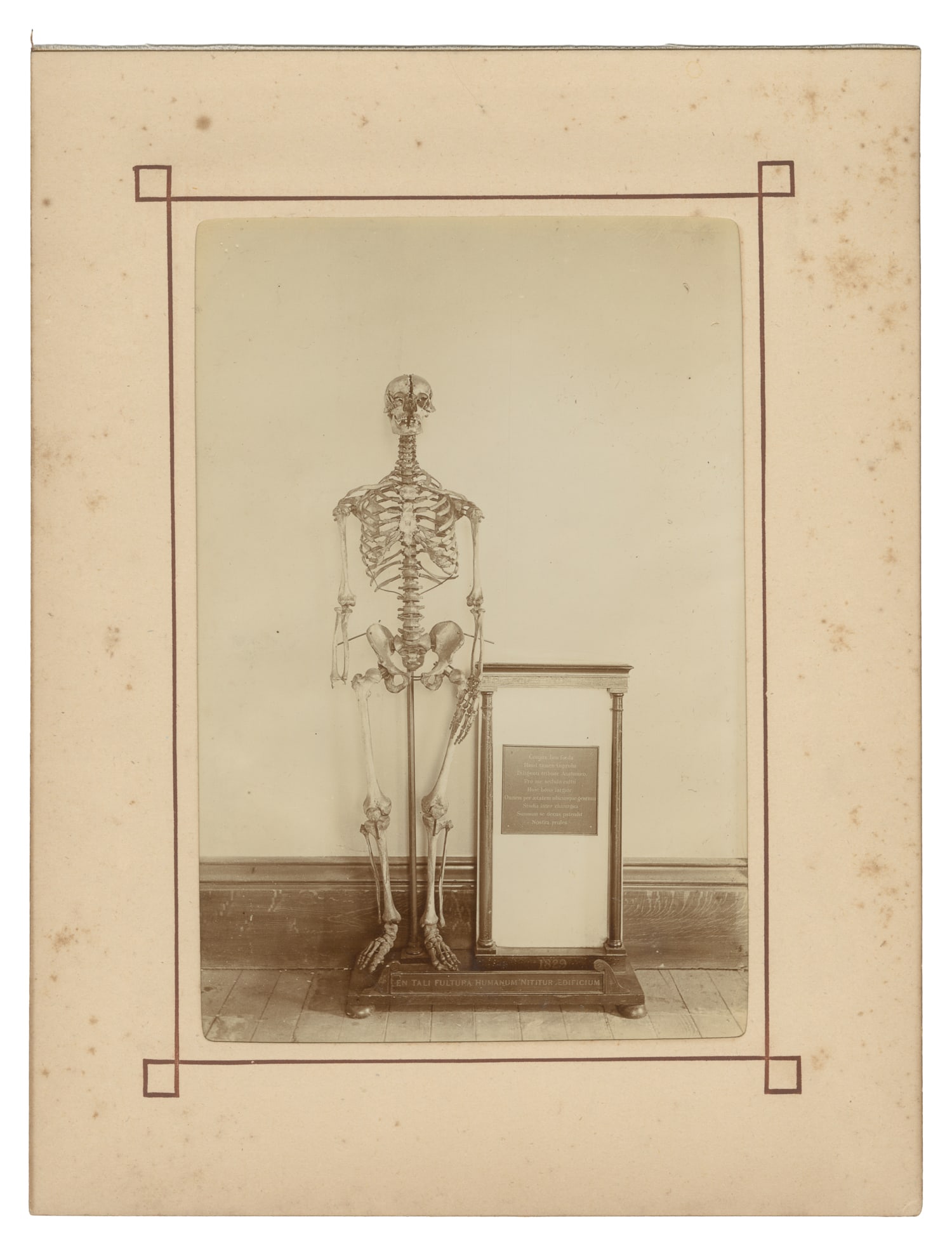 Photograph of a Skeleton Alongside a Plaque. Circa mid-19th century.: Photograph of a Skeleton Alongside a Plaque. Circa mid-19th century. The inscription below the skeleton reads "En tali fultura humanum nititur edificium" [Upon such a support rests the edifice of