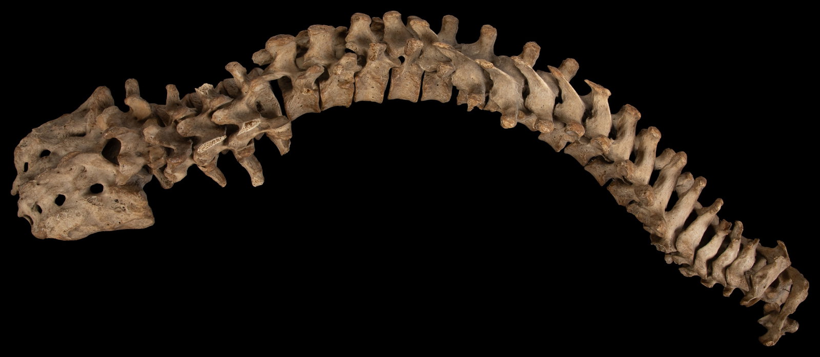 23" Partial Human Spinal Column and Sacrum.: 23" Partial Human Spinal Column and Sacrum. Wire-strung anatomical study with 23 vertebrae. Includes the cervical, thoracic, lumbar, and sacral vertebrae. 23" long (slightly curved due to wire).