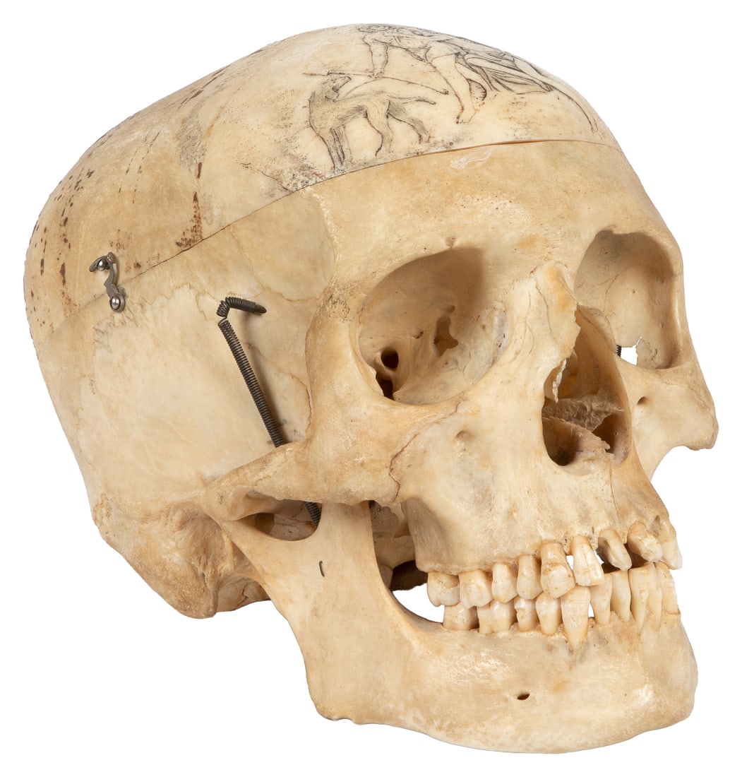 Articulated Presentation Skull with Scrimshaw Detail. 20th century.: [MEDICAL MODEL]. Articulated Presentation Skull with Scrimshaw Detail. 20th century. Composite skull with metal hooks for skull cap attachment and removal, along with hinged springs for opening and