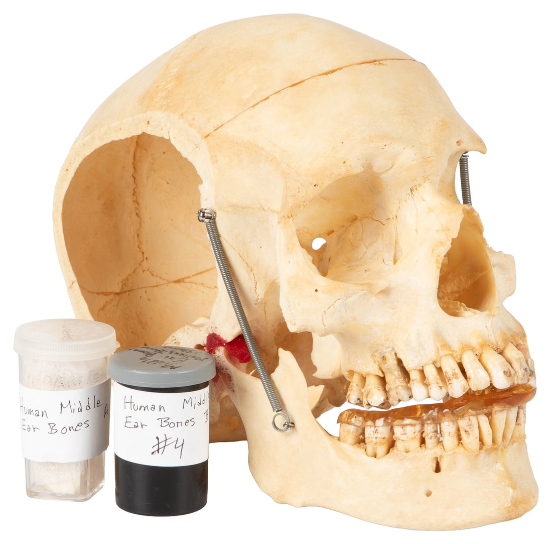 Human Skull with Articulated Jaw and Cranium Cut Away Showing Mandibular Articulation together with (1 of 4)
