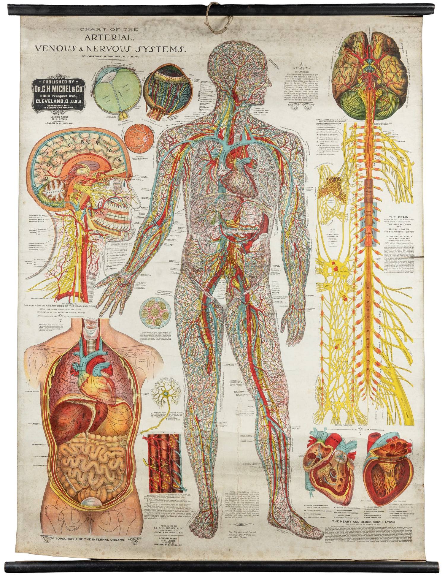 MICHEL, Gustave. Chart of the Muscular System with its Arterial and Nervous Relations. (1 of 2)