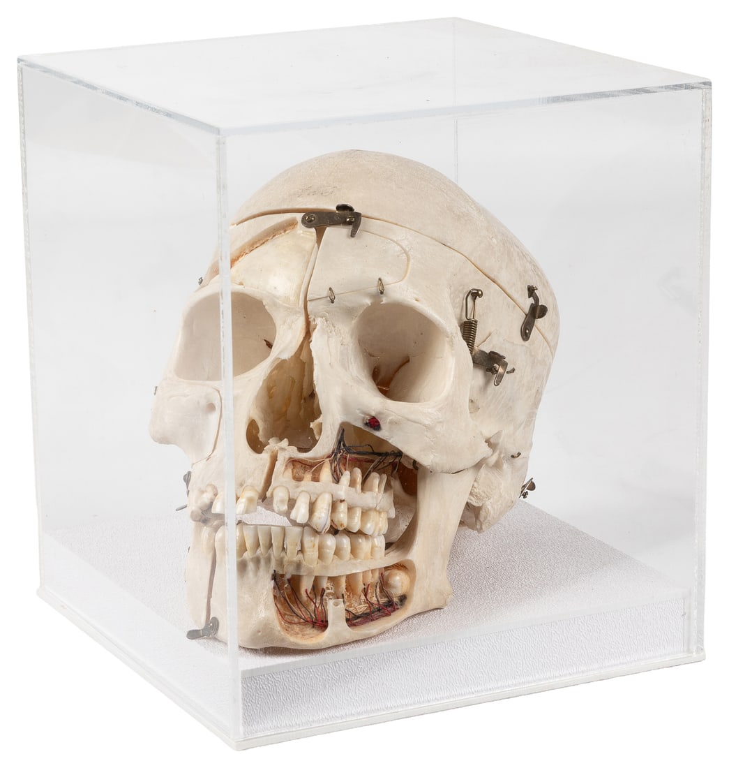 Kilgore Human Skull specimen.: Kilgore Human Skull specimen. Circa mid-20th century. A human skull prepared by the medical supply lab Kilgore International. Heavily articulated, with a cut-out showing nerve structure, various