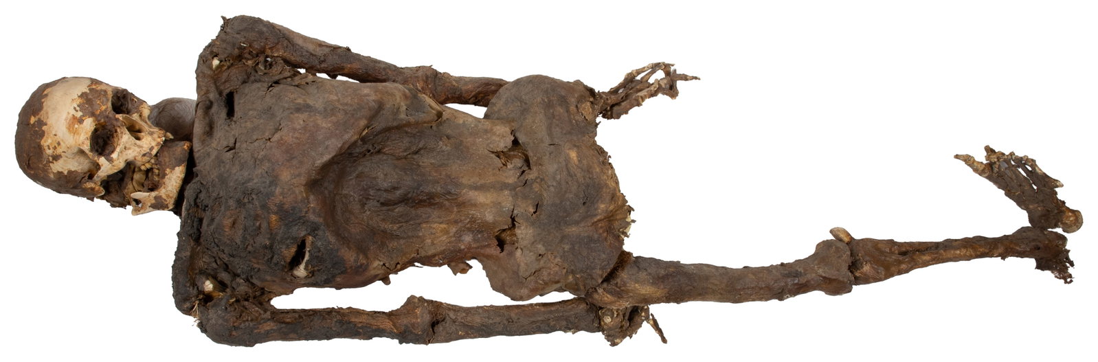 Life-size human skeleton prop.: Life-size human skeleton prop. Realistic mixed media prop decomposed skeleton. A well-made model, possibly from a haunted house or Halloween display. Approx. 62 x 16 x 9". Third-party transportation