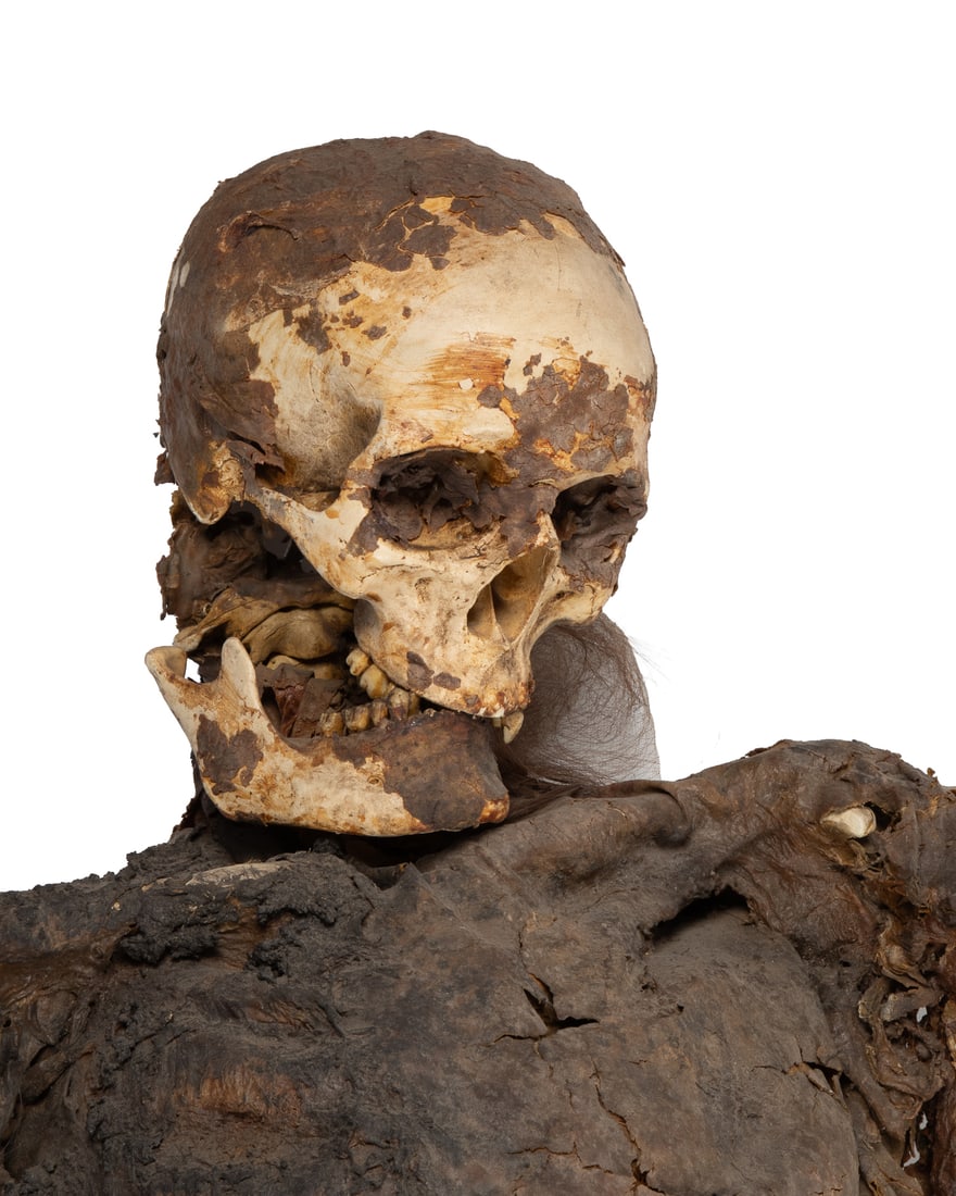 Life-size human skeleton prop. - 2
