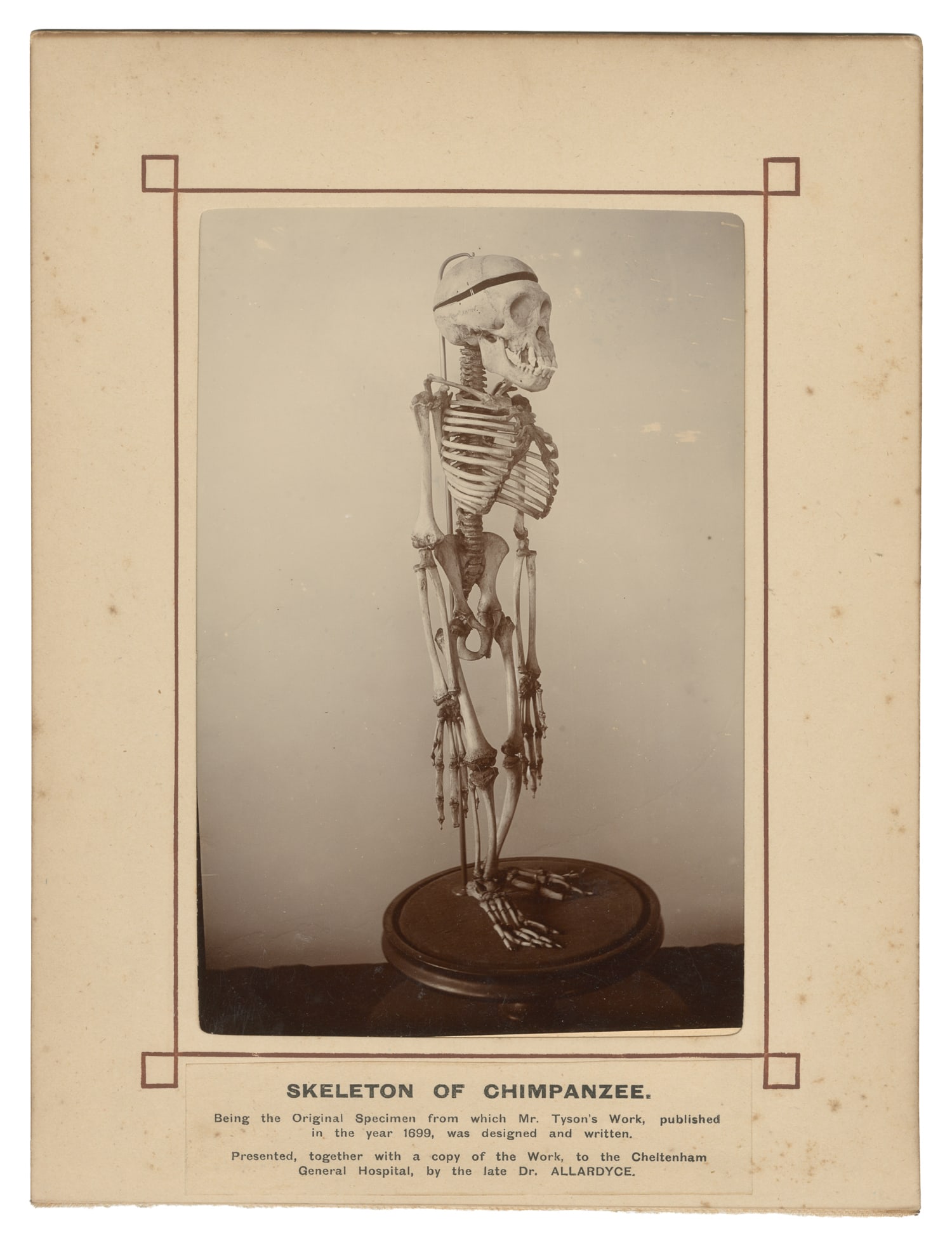 Skeleton of Chimpanzee Photograph. Circa 19th century.: Skeleton of Chimpanzee Photograph. Circa 19th century. Black and white photograph in a mount with label inscribed "Being the Original Specimen from which Mr. Tyson's Work, published in the year 1699,