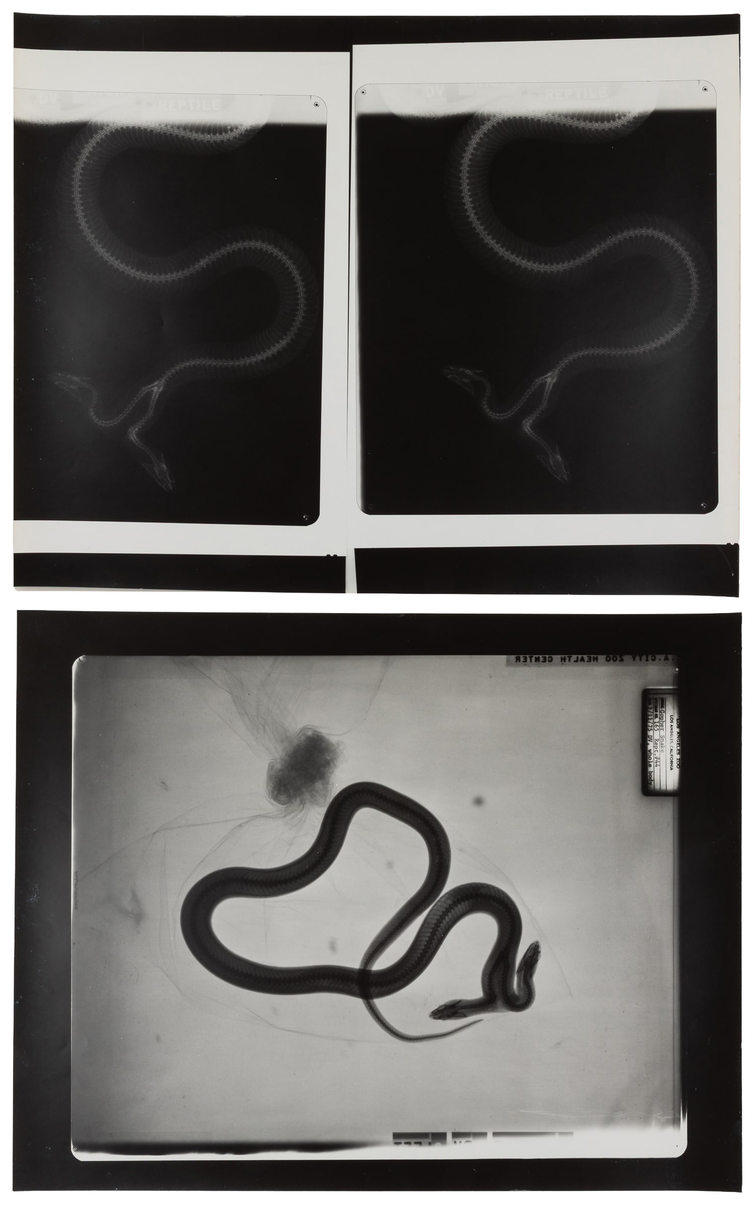 [MEDICAL]. Pair of X-ray Photographs of a Bicephalic Snake. Circa 20th Century.: [MEDICAL]. Pair of X-ray Photographs of a Bicephalic Snake. Circa 20th Century. Medical imaging of a two-headed snake, showing a dorsoventral view of its two distinct skulls and necks that merge into