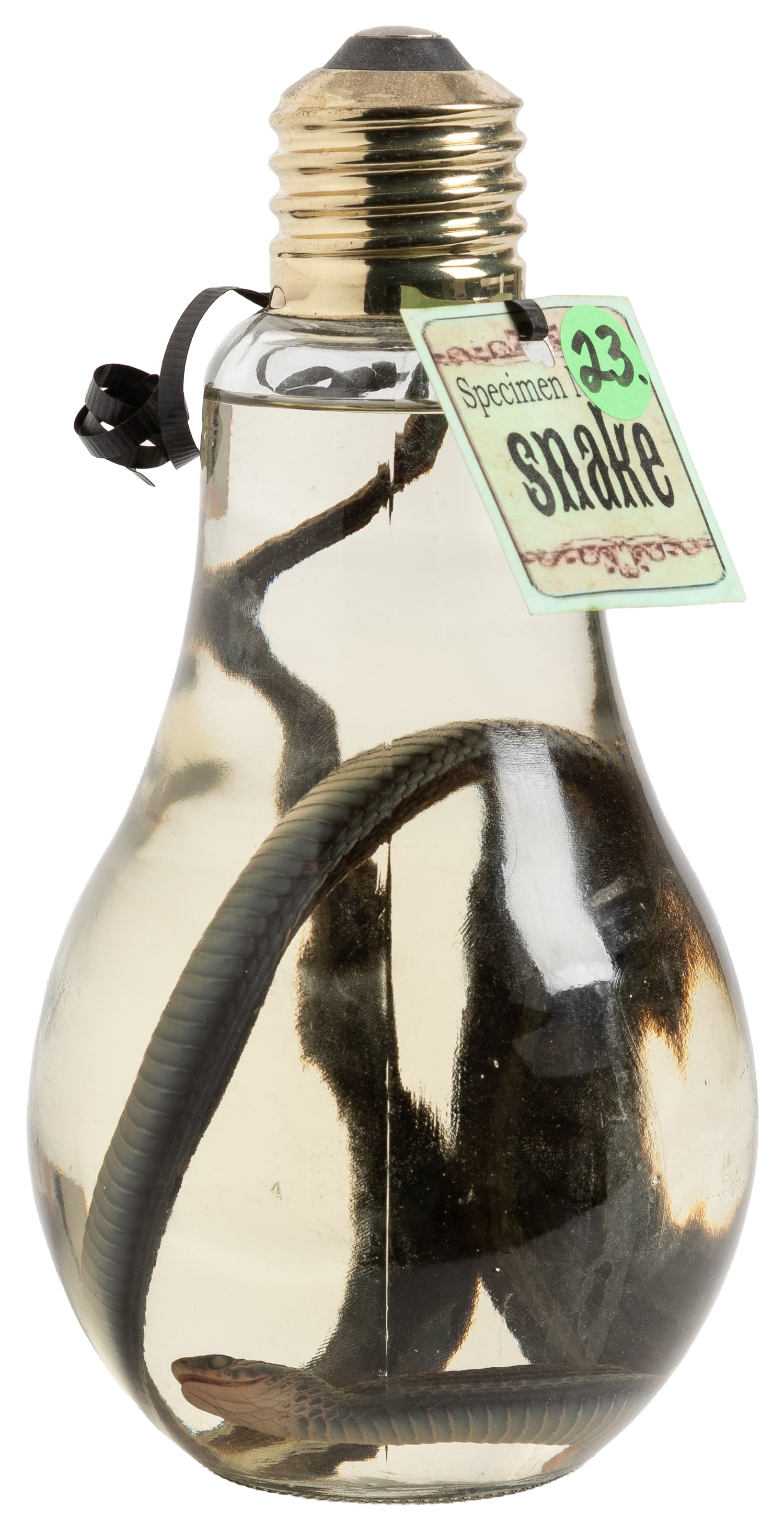 Snake Wet Specimen. (1 of 3)