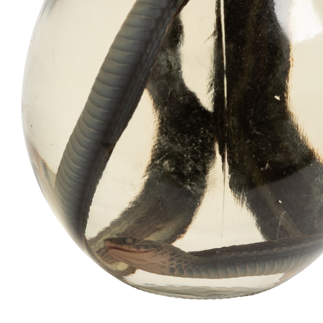 Snake Wet Specimen. - 2