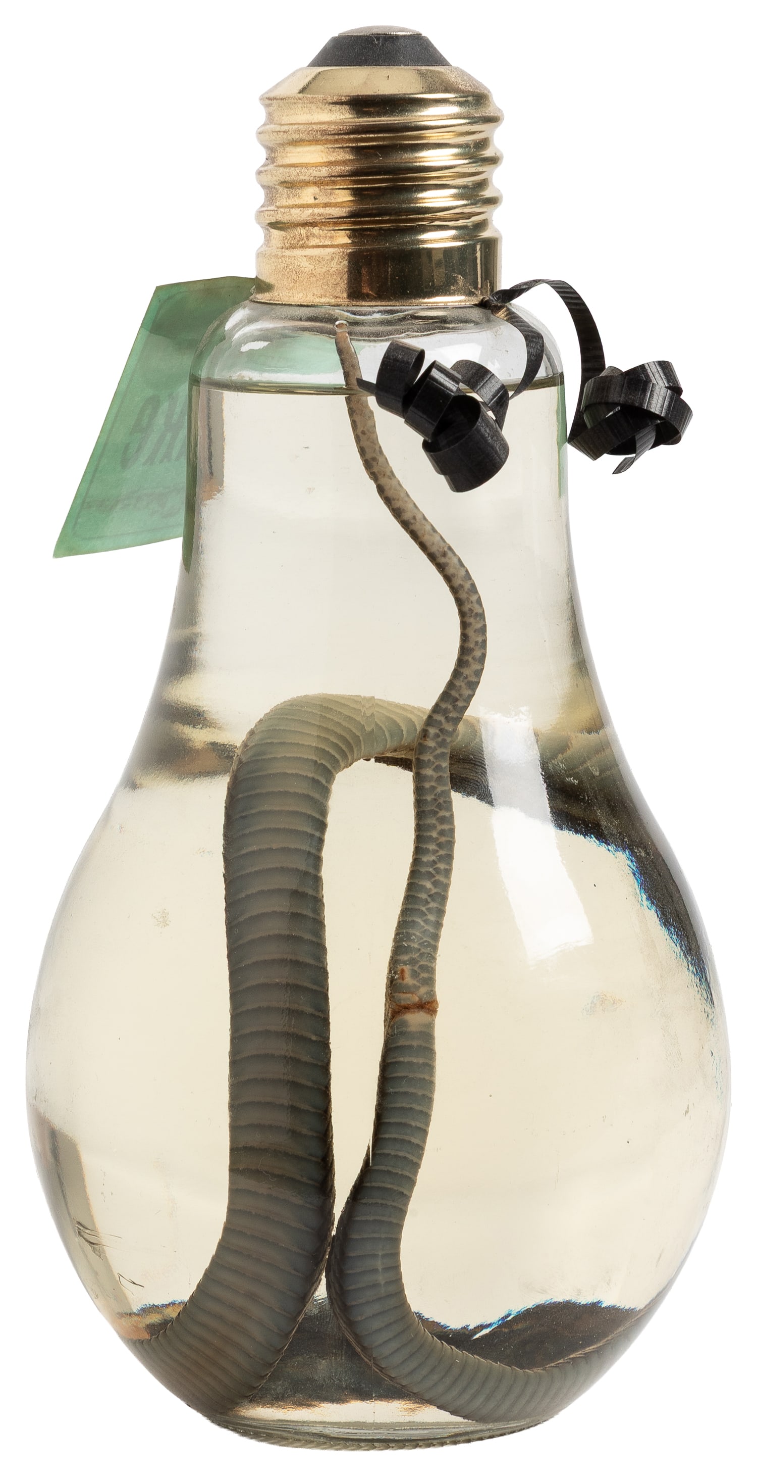 Snake Wet Specimen. - 3