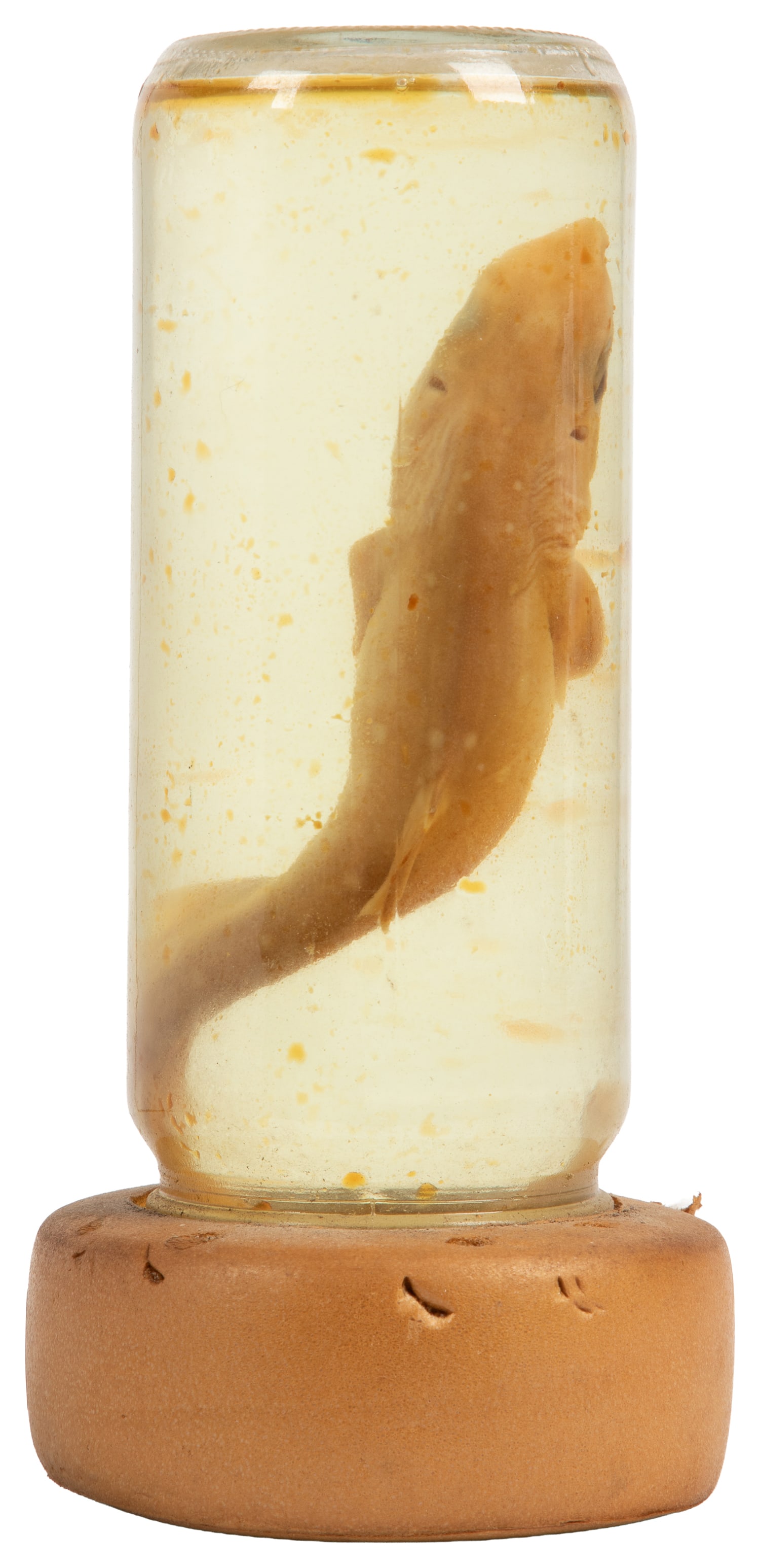 Shark Wet Specimen. 20th century. (1 of 3)