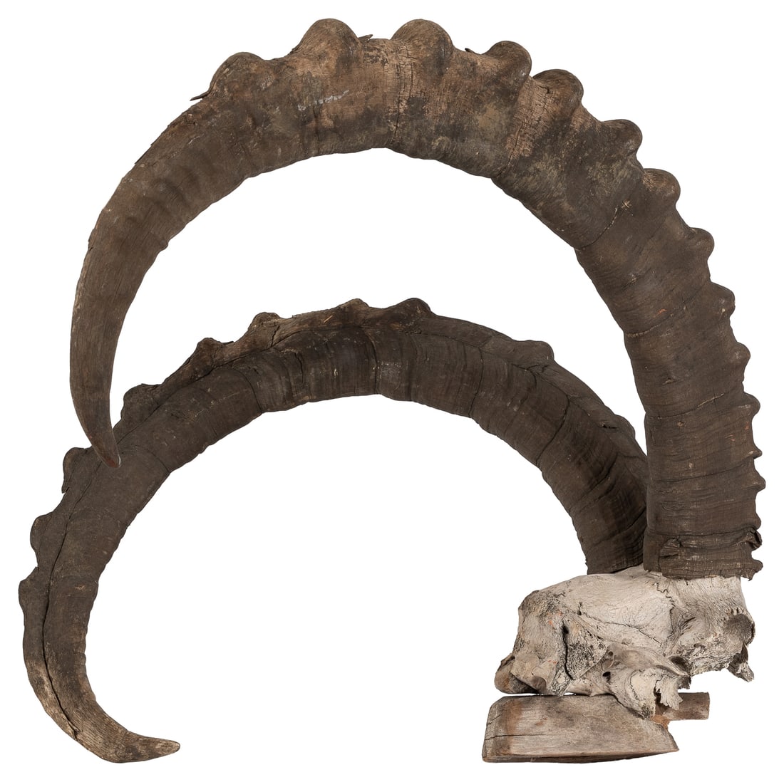 [TAXIDERMY]. Partial Ram Skull Mount with Horns.: [TAXIDERMY]. Partial Ram Skull Mount with Horns. Mounted on wood block. 21 x 20 x 16".