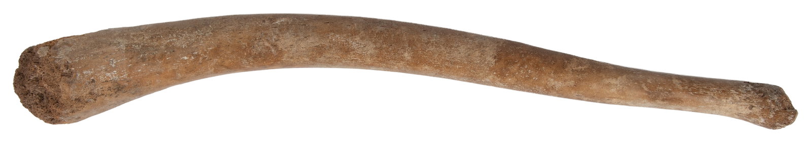 Walrus baculum (oosik) penis bone.: Walrus baculum (oosik) penis bone. Likely Alaska, date unknown. Length 12 1/2".