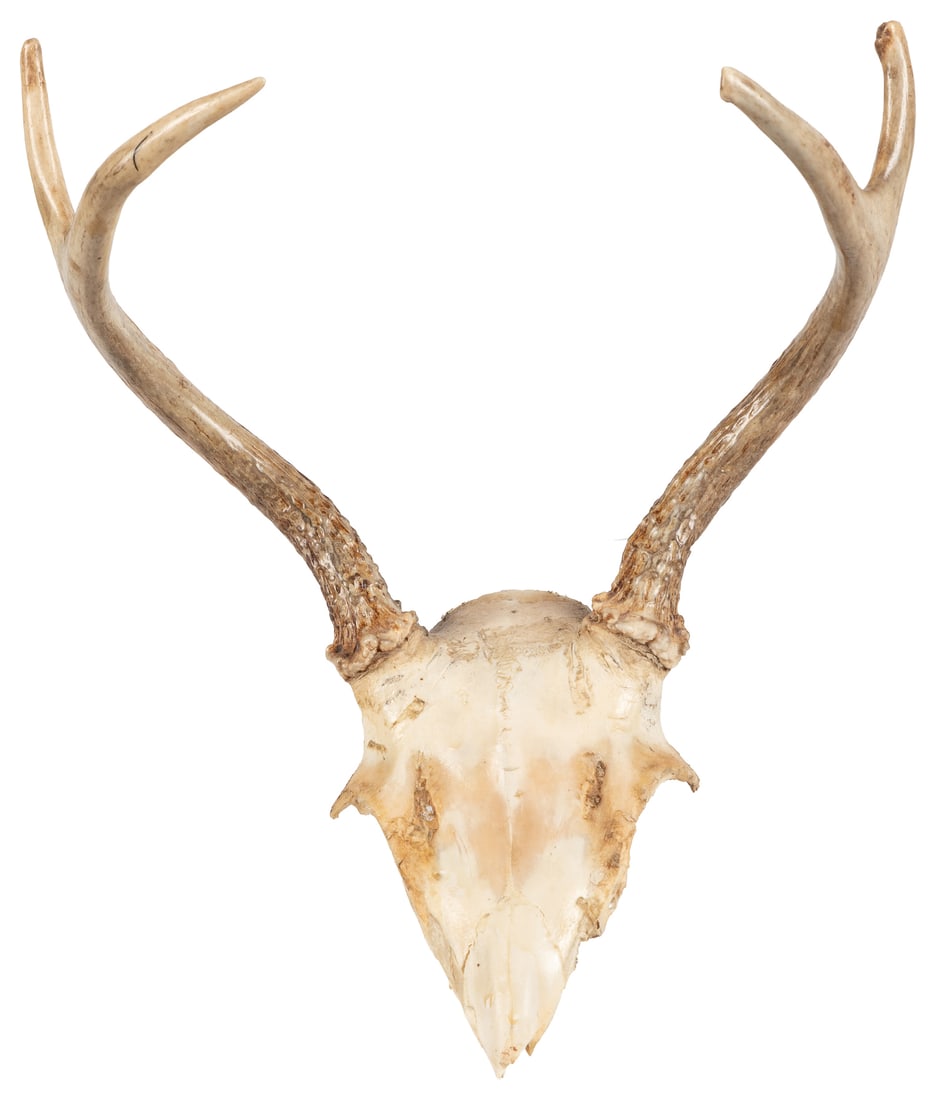 [TAXIDERMY]. Partial Deer Skull Cap With Antlers. American, 20th century. (1 of 2)