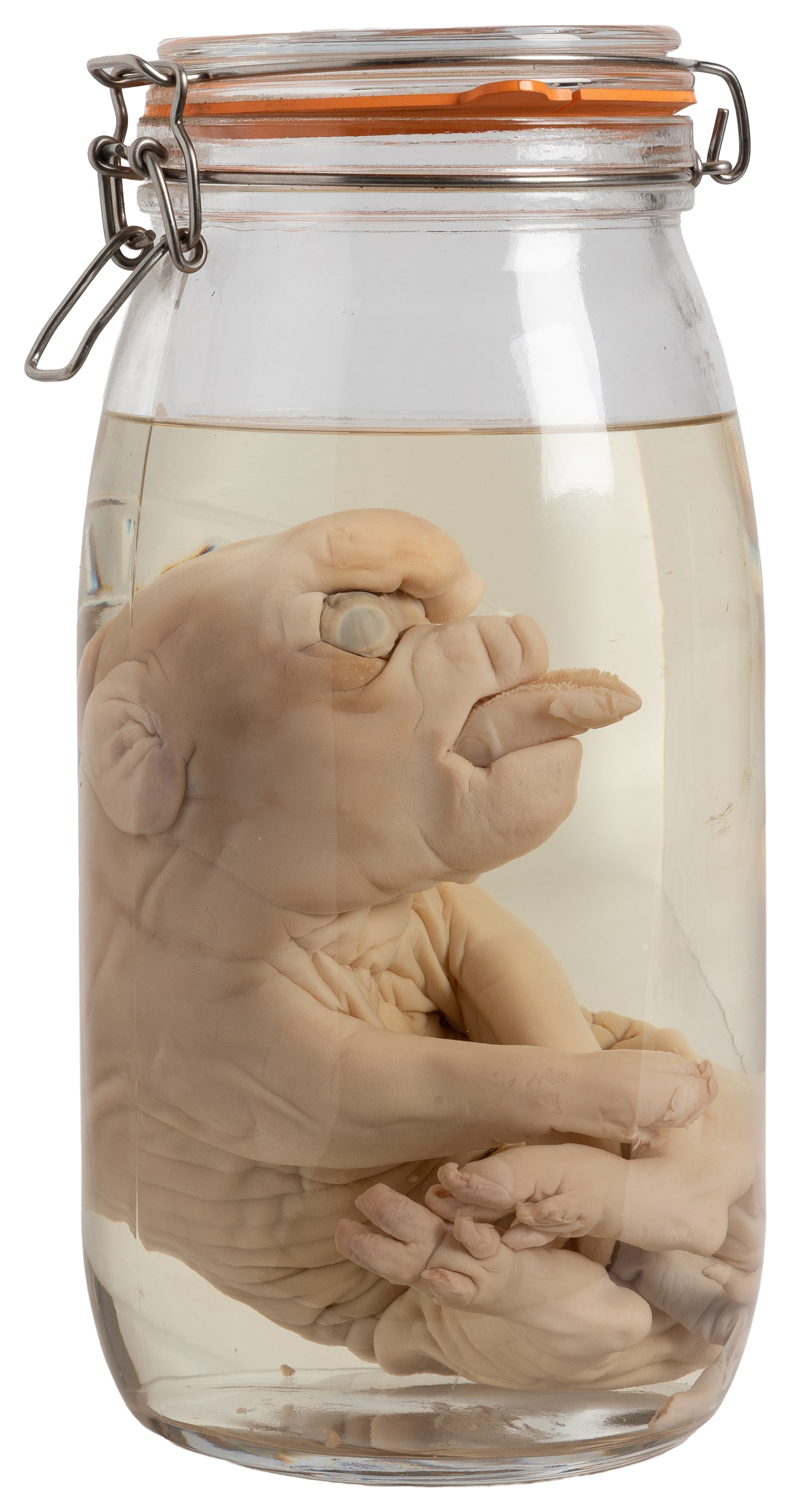 [PICKLED PUNK]. Cycloptic Unicorn Pig Wet Specimen. (1 of 4)