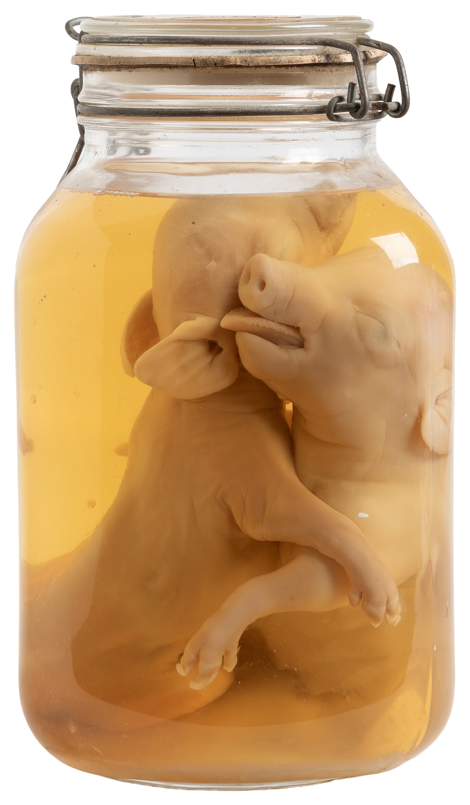 [WET SPECIMEN]. Conjoined Fetal Pigs. (1 of 2)