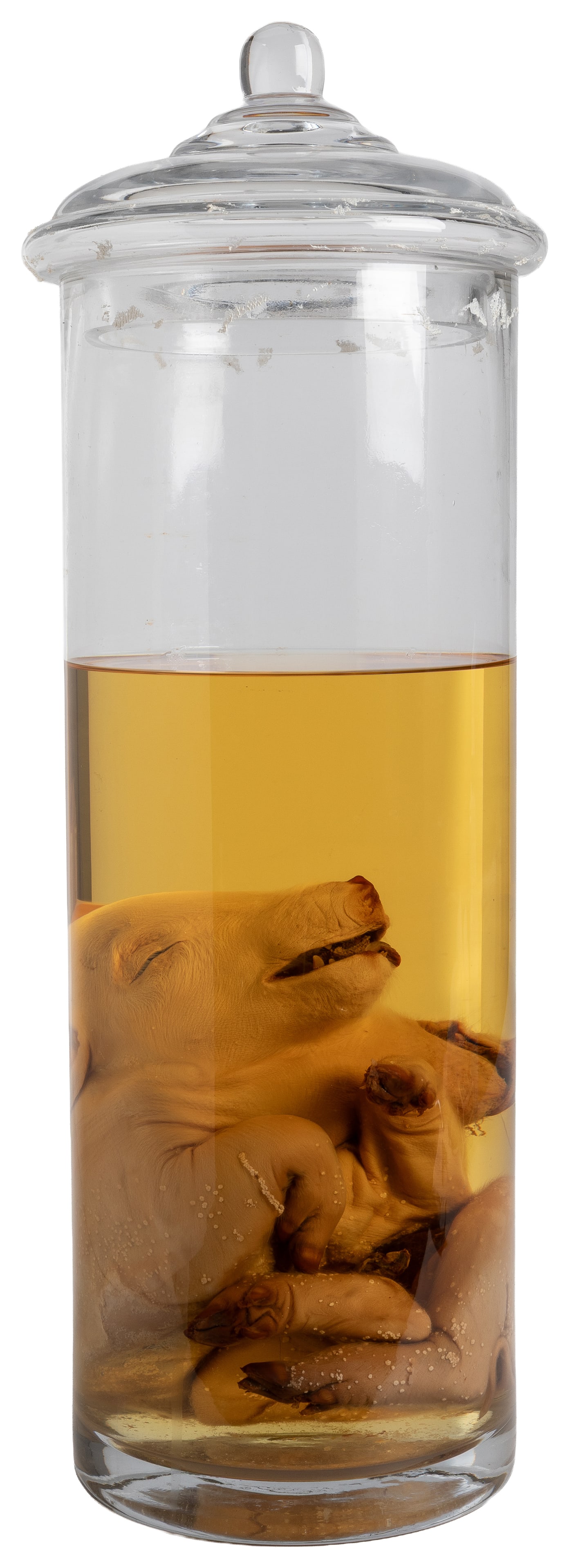 [PICKLED PUNK]. Two-Headed Pig Wet Specimen with Sideshow Presentation Ensemble. (1 of 5)