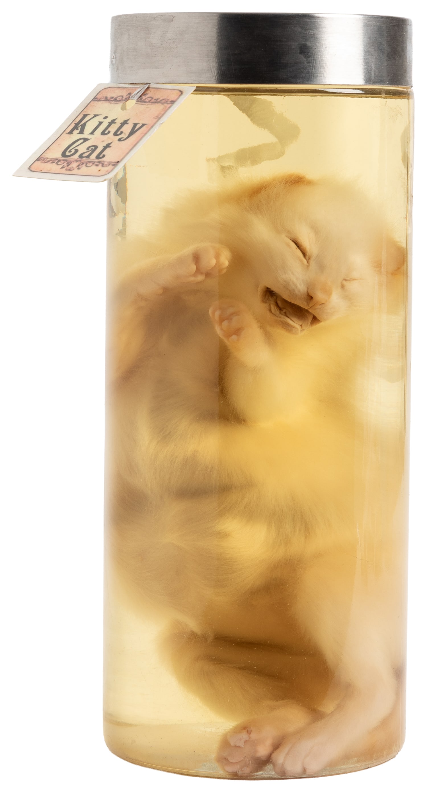 Kitty Cat Wet Specimen. (1 of 3)