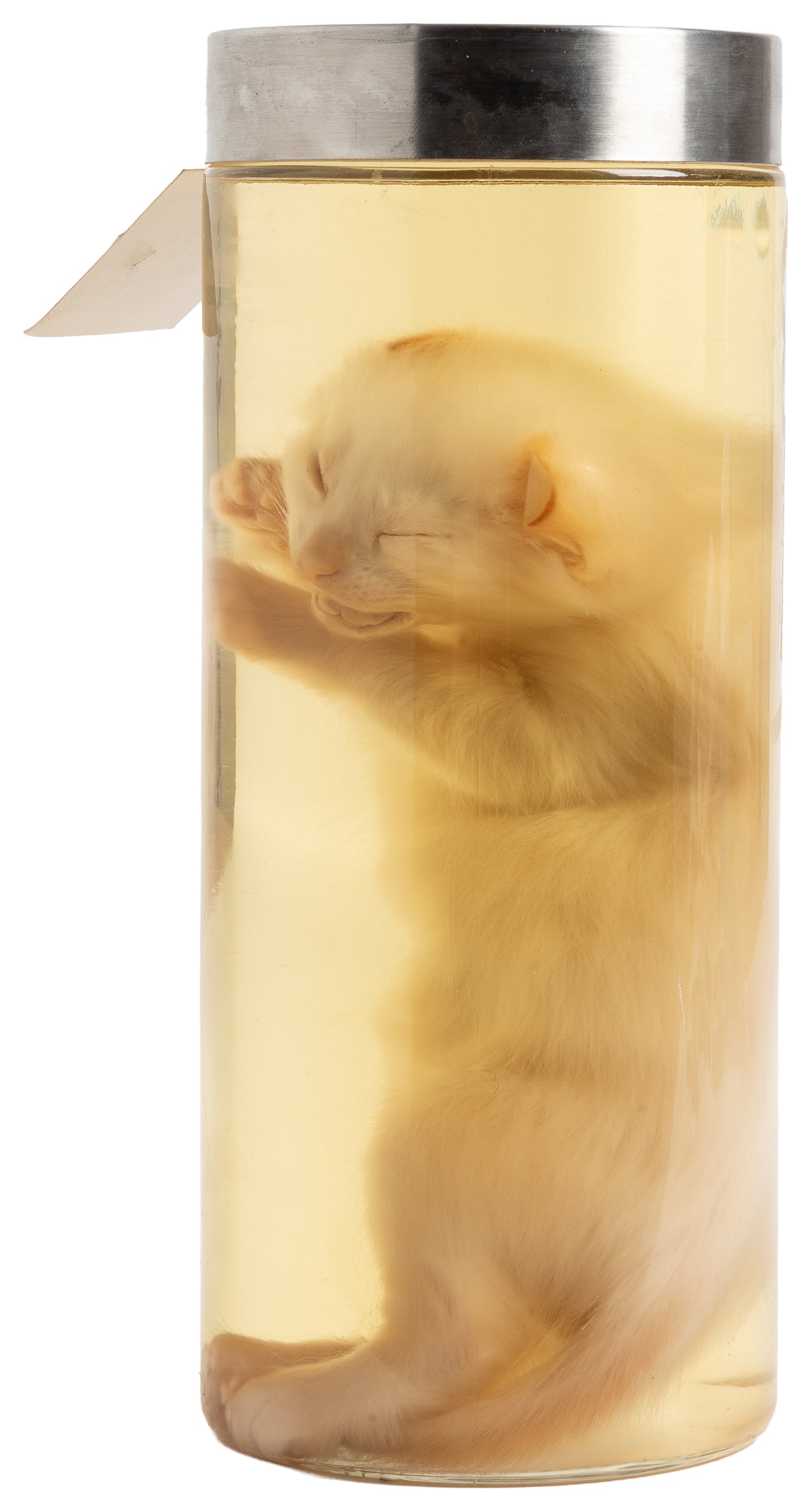 Kitty Cat Wet Specimen. - 2