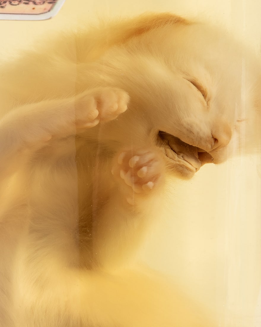 Kitty Cat Wet Specimen. - 3