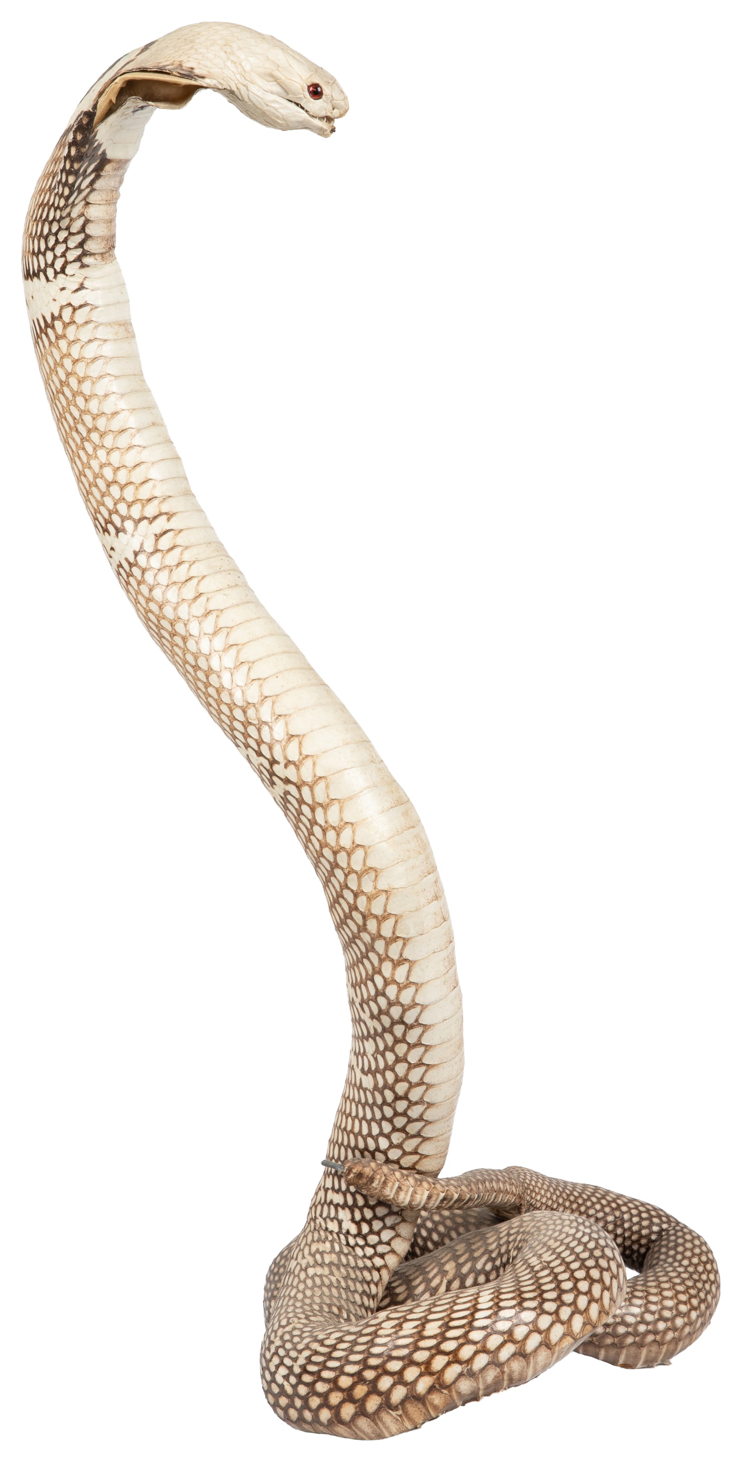 Cobra taxidermy mount. - 2