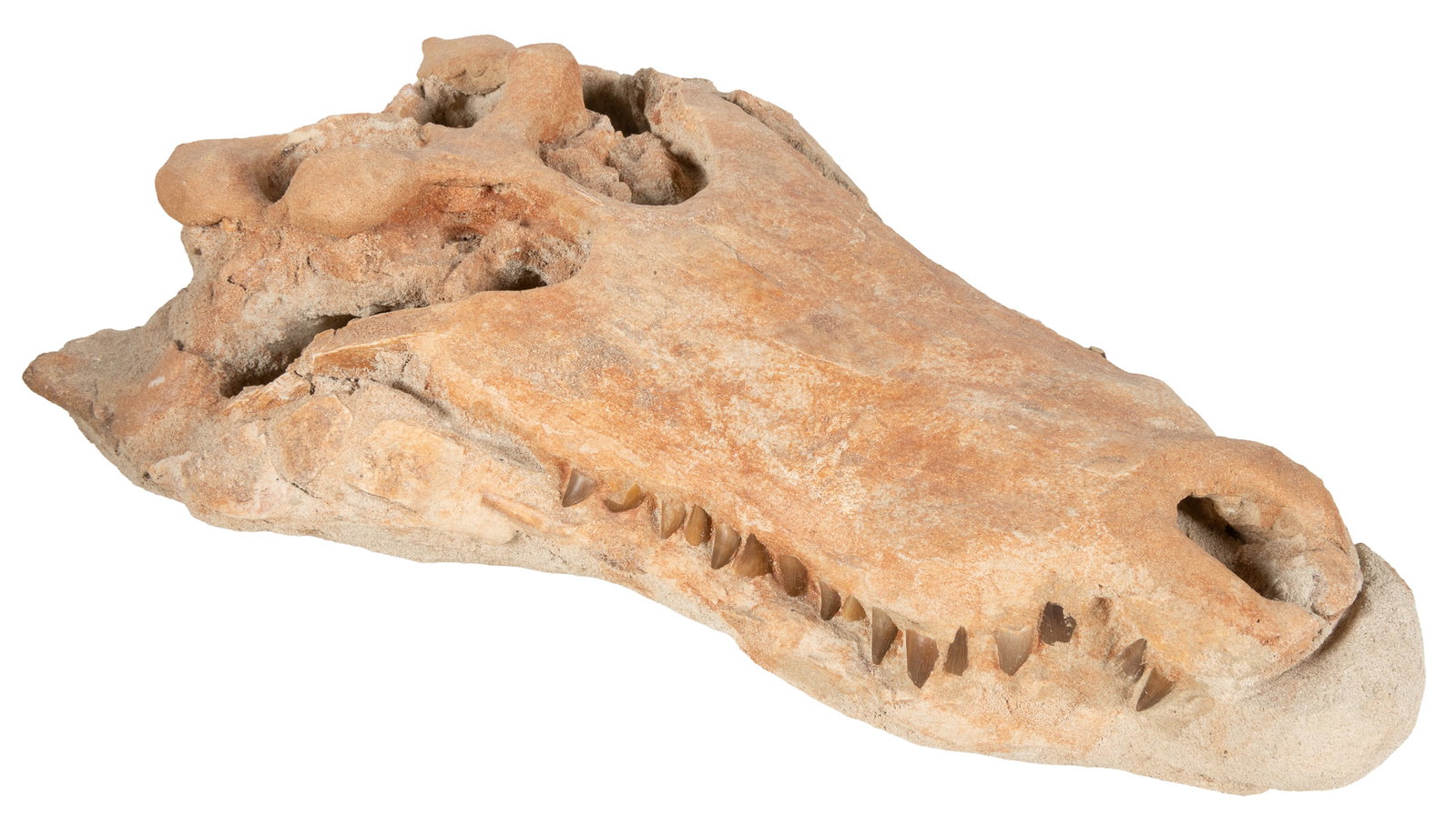 Fossilized, Prehistoric Nile River Crocodile Head. [Egypt, possibly Qubbet el Hawa, n.d.]: Fossilized, Prehistoric Nile River Crocodile Head. [Egypt, possibly Qubbet el Hawa, n.d.] Prehistoric fossilized Nile River Crocodile Skull, with nearly 34 teeth present. Approximately 16 1/2 x 9 1/2