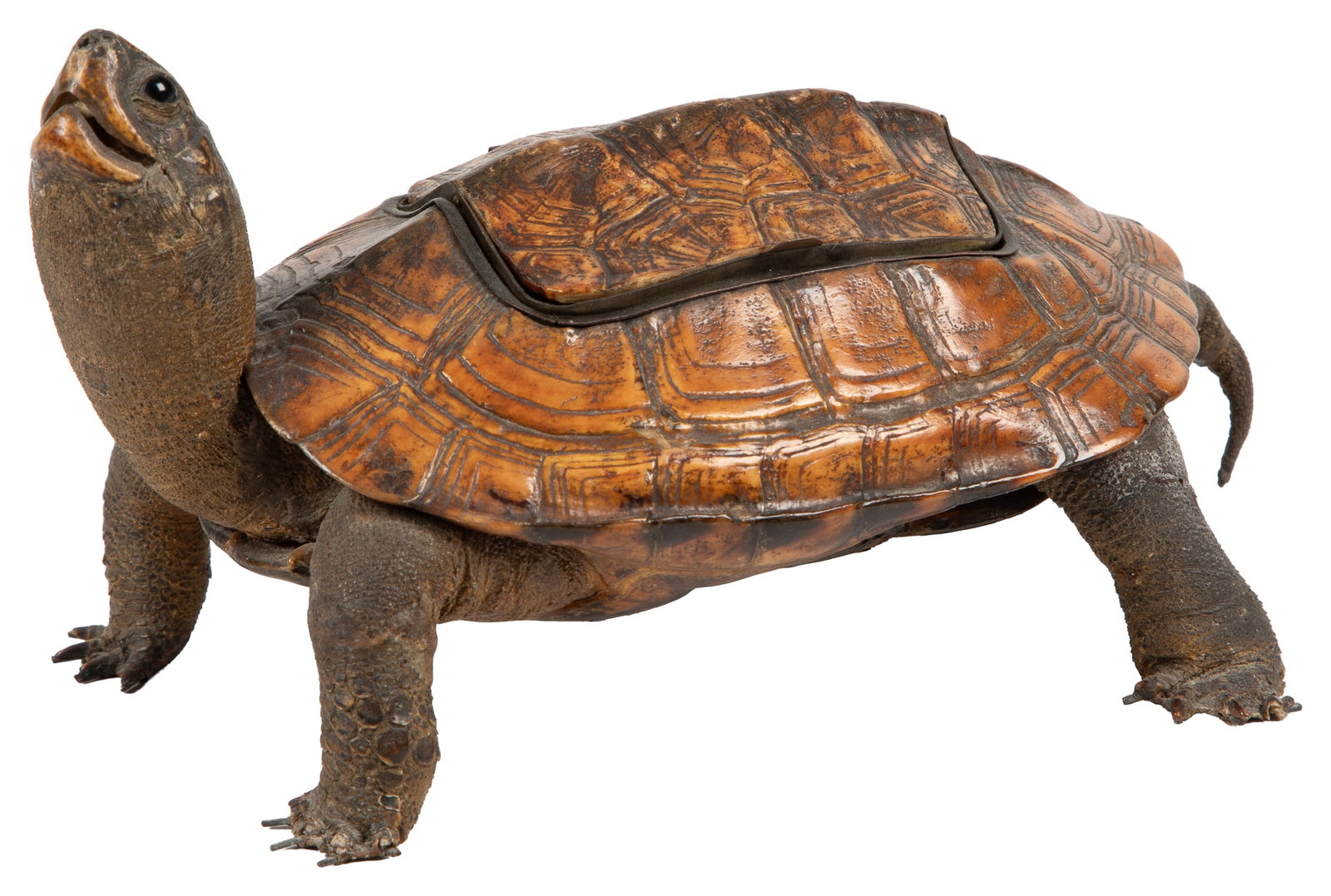 Antique taxidermy turtle with bottle holder. (1 of 2)