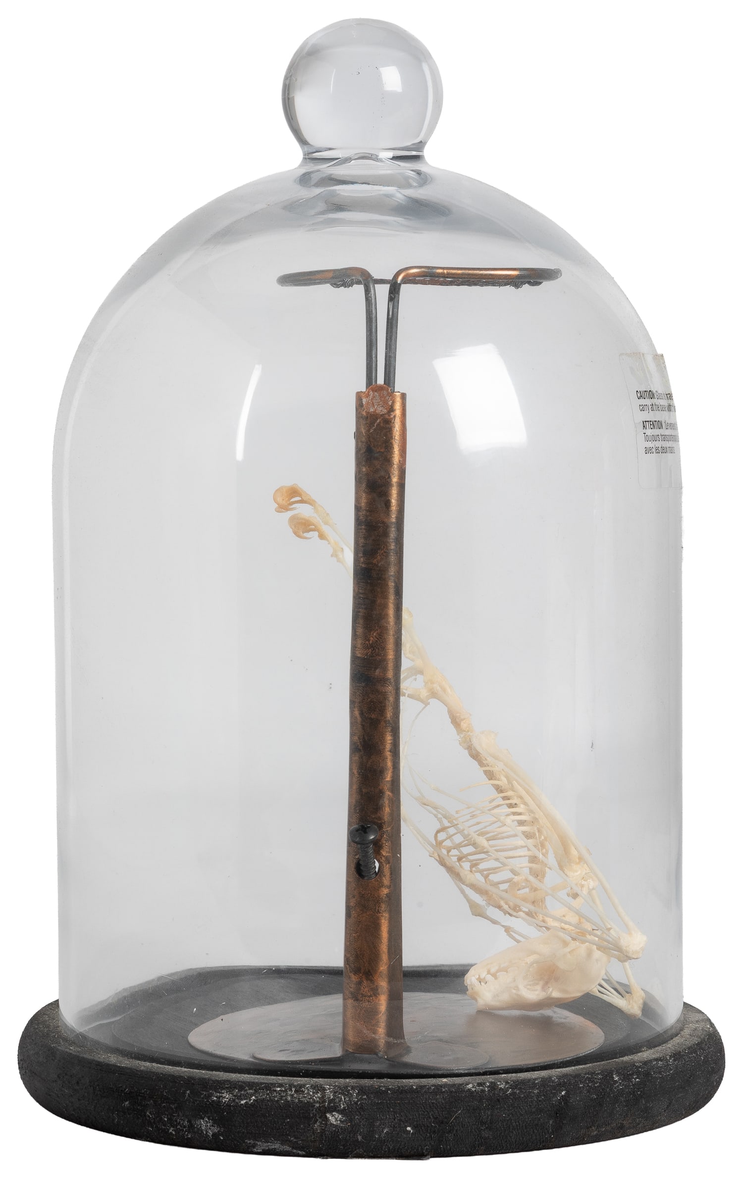 Hanging Bat Full-Body Skeleton. American, 21st century.: Hanging Bat Full-Body Skeleton. American, 21st century. Hanging, displayed in glass cloche. Measures 12 x 8 1/2 x 8 1/2".