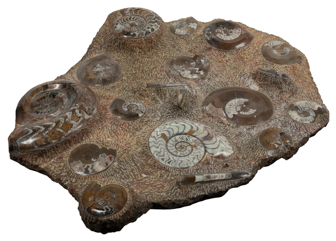 Large Ammonite Fossil Cluster Plate. (1 of 3)
