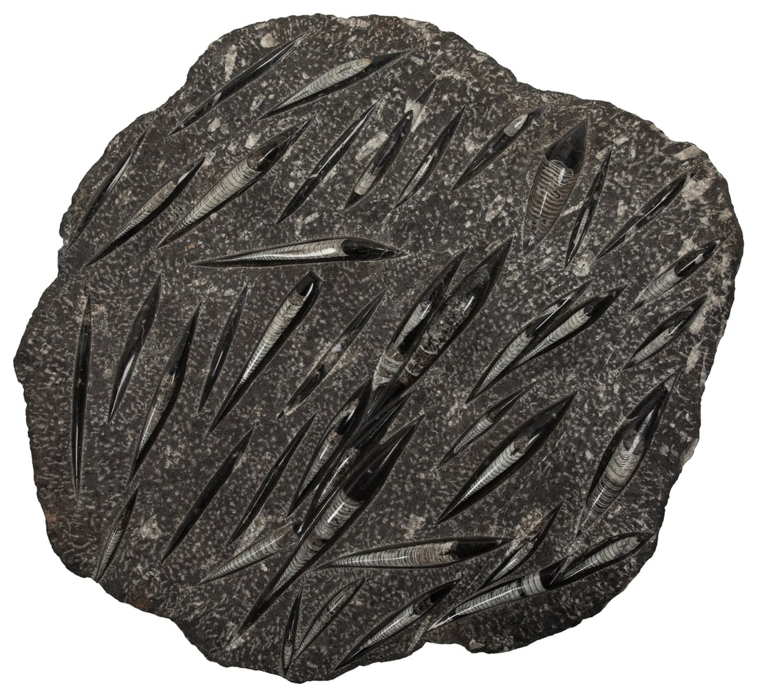 Large Orthoceras Fossil Cluster Plate.: Large Orthoceras Fossil Cluster Plate. Featuring multiple polished orthoceras fossils of varying sizes. Approximately 25 1/2 x 23 1/2 x 3". Third-party transportation required.
