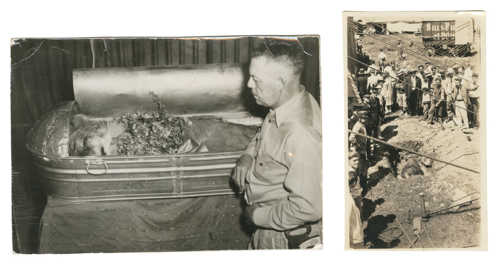 Pair of Lion Funeral Photographs. Circa 1930s/40s.: Pair of Lion Funeral Photographs. Circa 1930s/40s. The first photograph, mounted on card, shows "The Lion King" Terrell Jacobs alongside a lion in a casket. The second depicts a lion burial at the