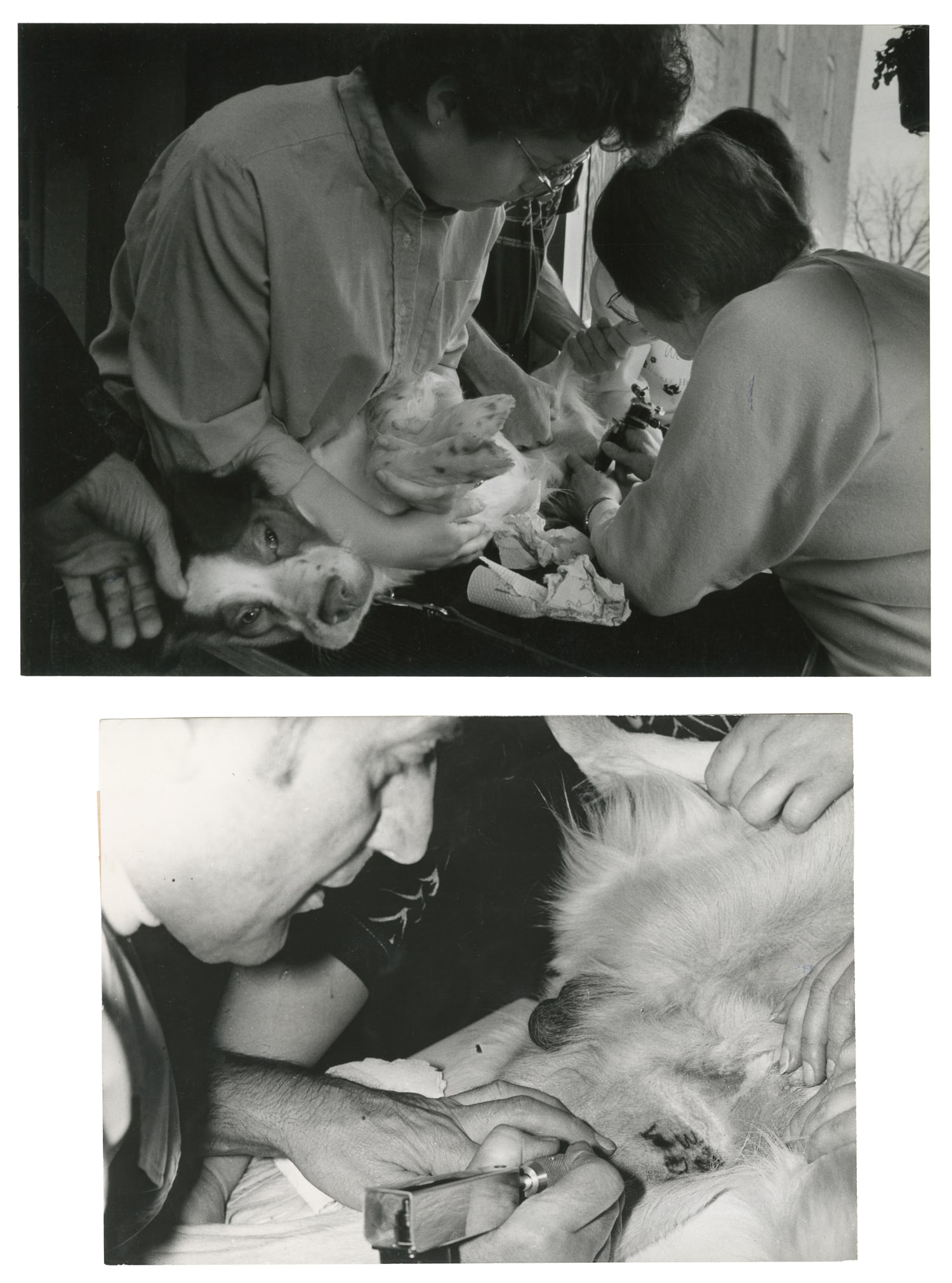 [TATTOO]. Photographs of Domestic Animals Getting Tattooed. V.p., late 20th century.: [TATTOO]. Photographs of Domestic Animals Getting Tattooed. V.p., late 20th century. Four black-and-white press images, including two from a Humane Society tattooing clinic, featuring owners having th