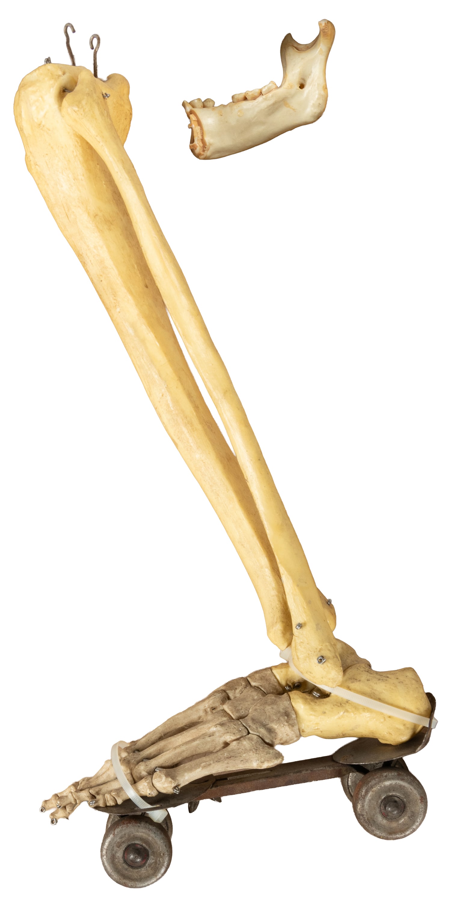 Lower Limb Anatomical Composite Model on Roller Skate.: Lower Limb Anatomical Composite Model on Roller Skate. Composite tibia and fibula, along with a full foot skeleton, attached to a clamp-on metal roller skate by zip tie. 19 x 10 x 3 1/2".