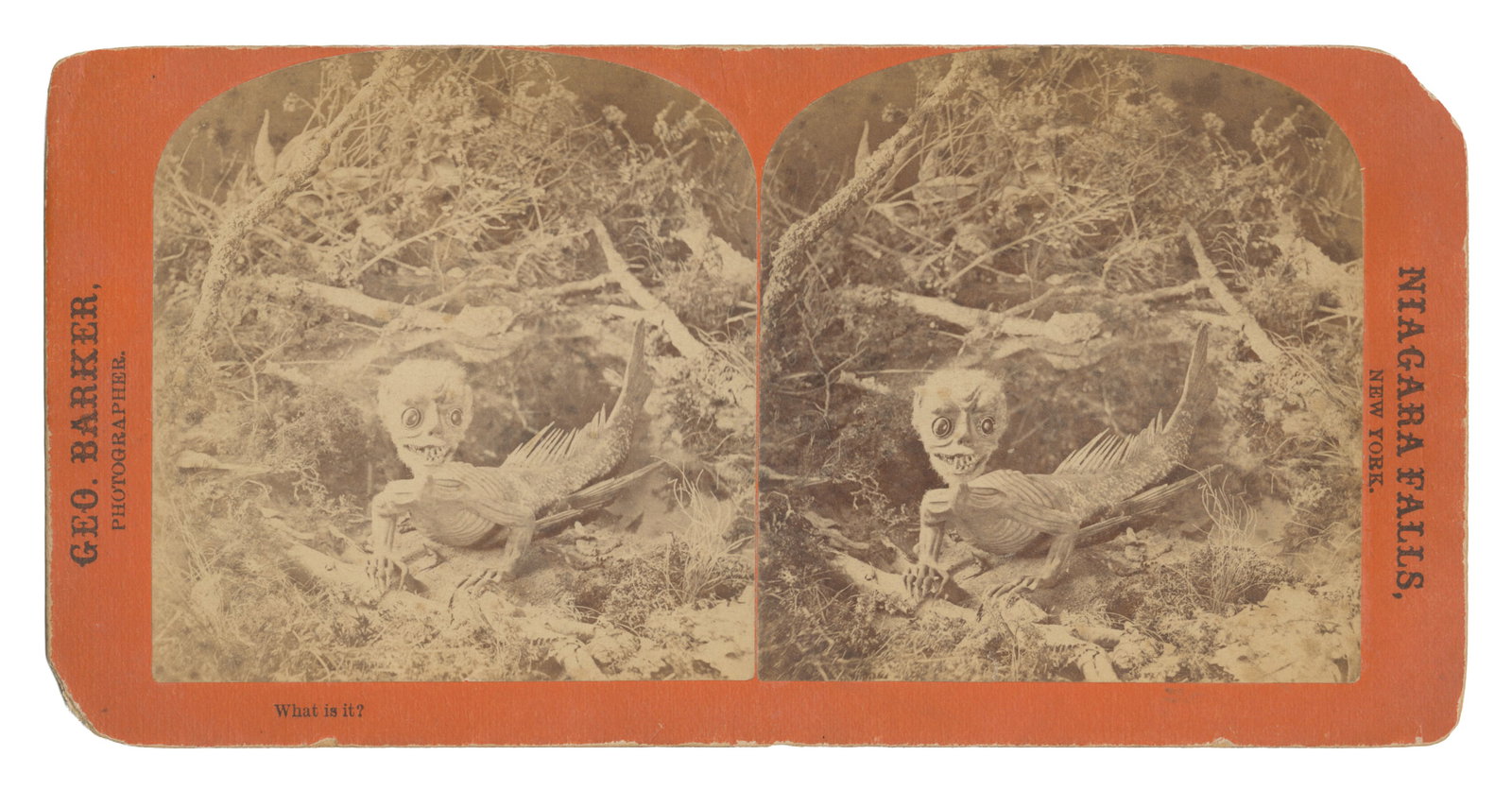 Fiji Mermaid Stereoview. New York: Geo. Barker, n.d., ca. 1870s.: Fiji Mermaid Stereoview. New York: Geo. Barker, n.d., ca. 1870s. Mounted to cardstock and captioned "What is it?" Features a Fiji mermaid in nature. This creature was a famous 19th-century hoax that o
