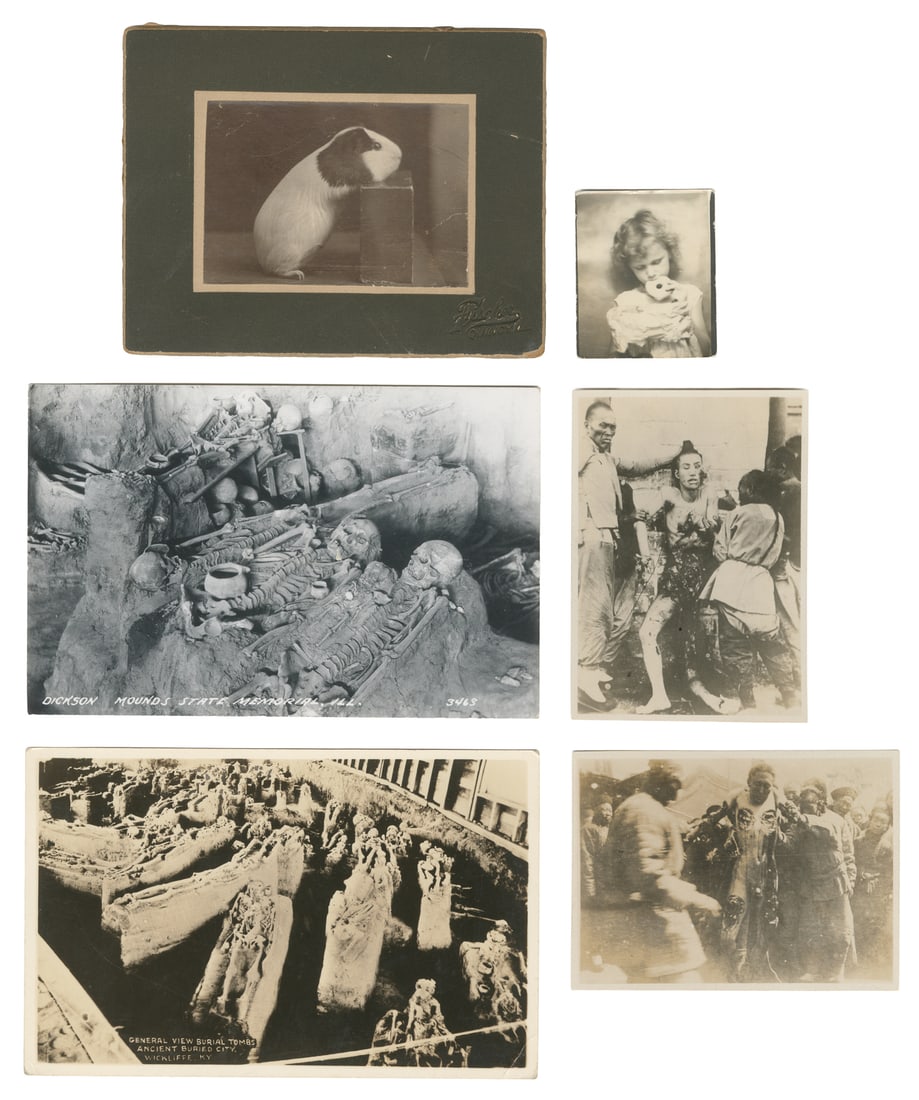 [ODDITIES]. Antique studio photograph of a guinea pig, and five others.: [ODDITIES]. Antique studio photograph of a guinea pig, and five others. Including: Photograph on studio mount of a guinea pig, head resting on block, presumably post mortem. Quincy, Ill.: Fischer,