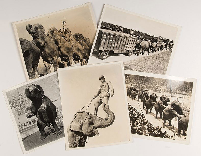 Circus Elephants Photo Archive. 1920s-1940s. (1 of 1)