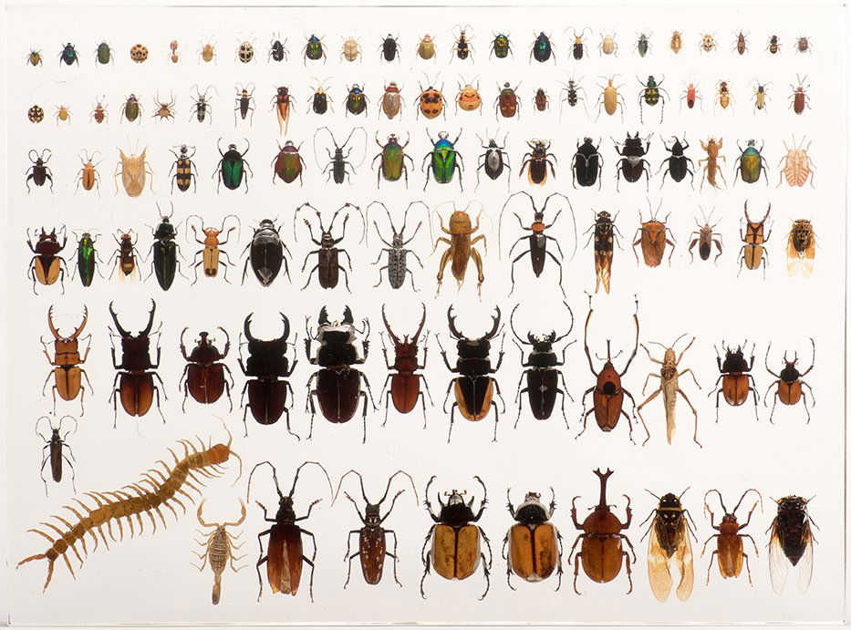 719. 100 Insect Specimens Encased In A Lucite Block. (1 of 2)