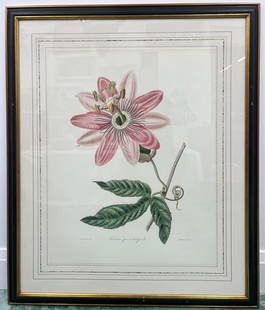 Two Large Botanical Watercolors after Engravings by Mrs. Withers 36"X27.5": "This lot consists of two beautifully rendered botanical watercolors on paper, based on original 19th-century engravings by Mrs. Withers, likely referring to Sarah Withers, a lesser-known botanical il