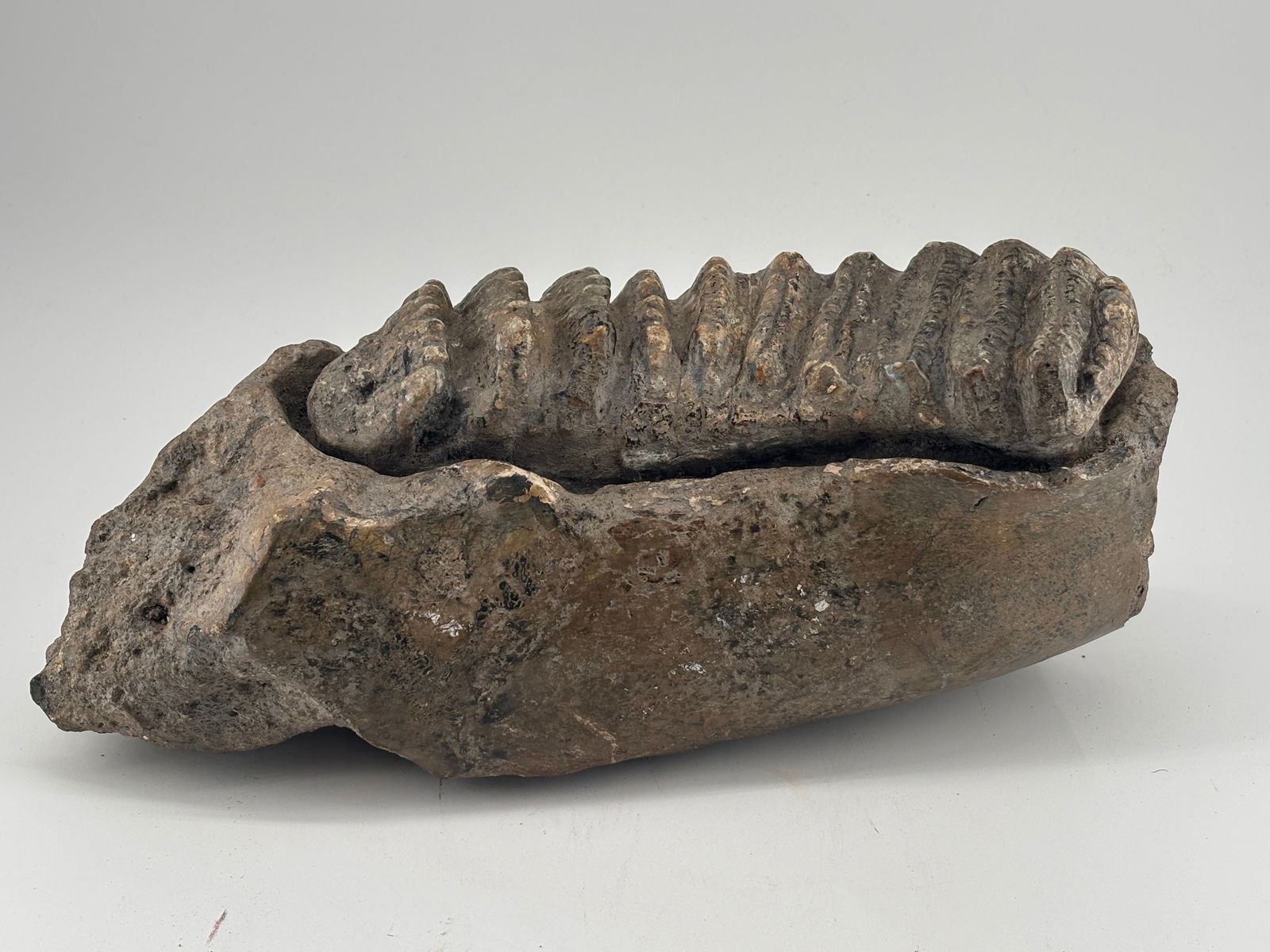 Mammoth Tooth Fossil 14 inch: Massive and well-preserved fossilized mammoth molar, measuring approximately 14 inches in length, 5 inches in width, and 7 inches at its tallest point. This extraordinary specimen displays the classic