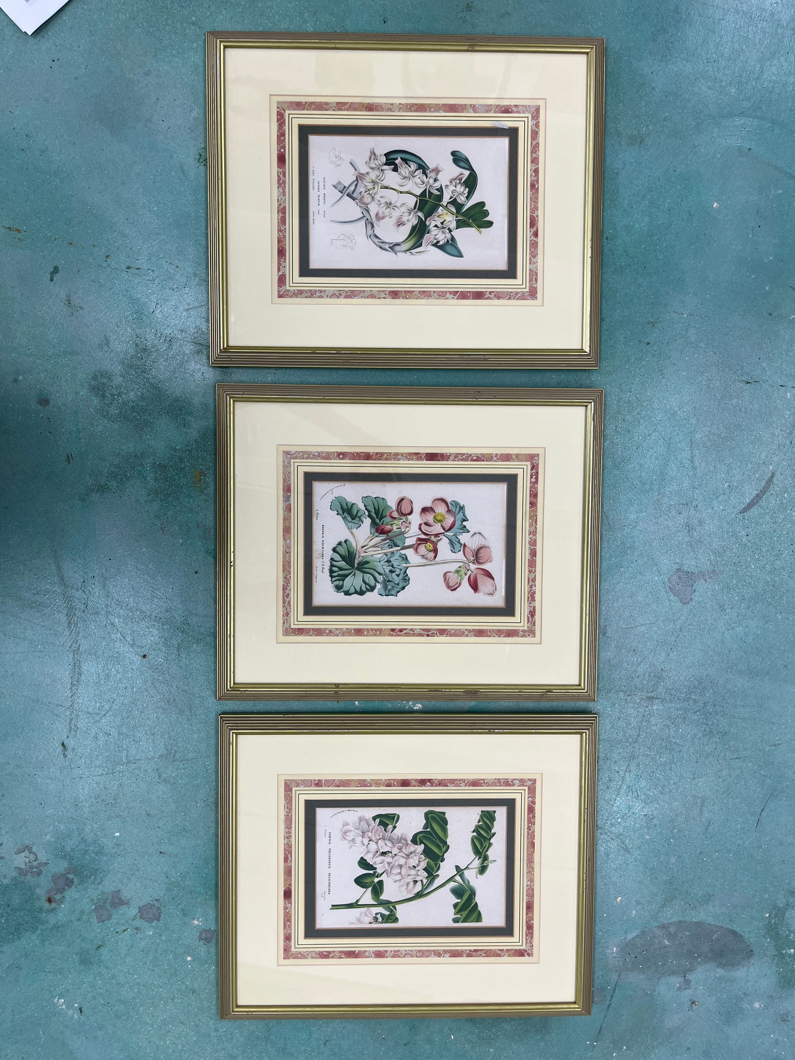 Louis Van Houtte — Trio Botanical Hand-Finished Lithographs (15.5  x 18.5 in ) (1 of 5)