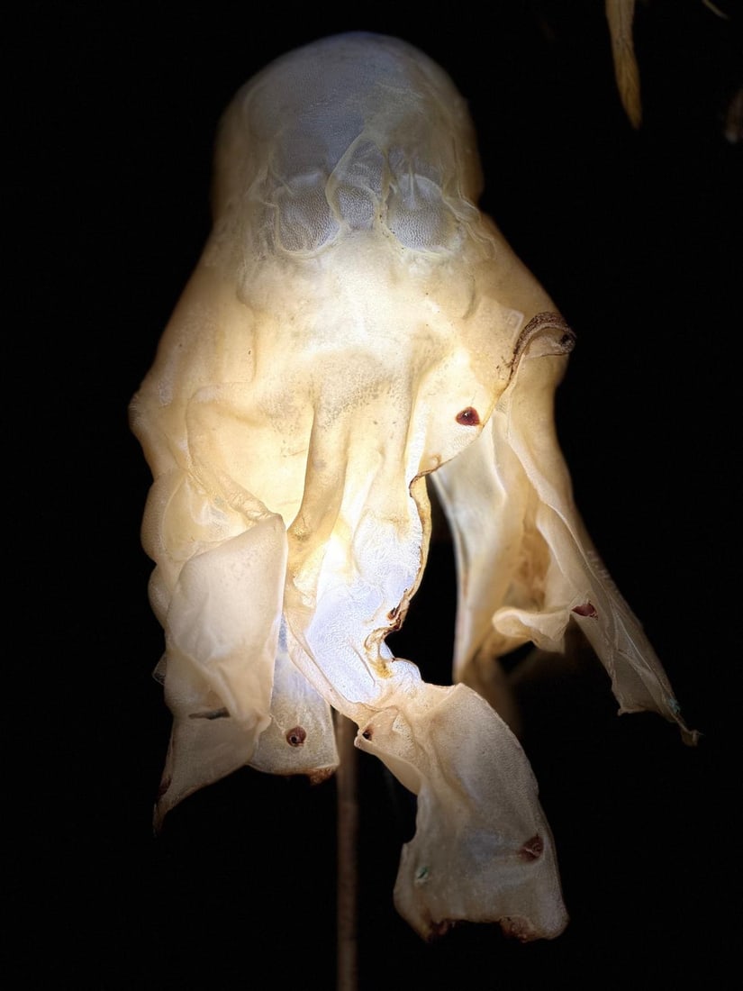 ERROR: Michel Haillard.Peau d’âme .Parchemin de caprin, support bronze.Date de création : 2025 .H50 cm..