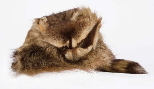 fess-parker-daniel-boone-coonskin-hat