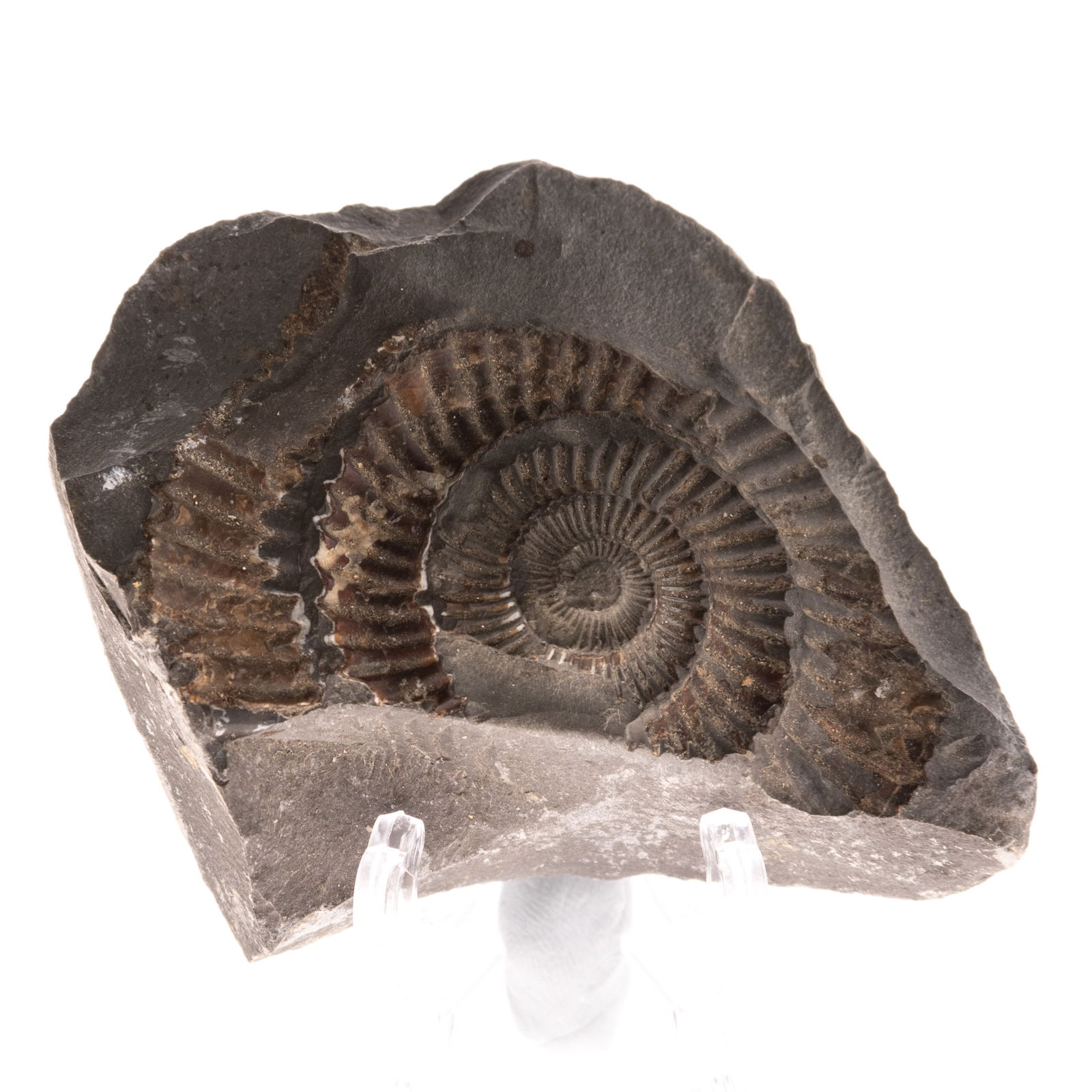 FOSSIL AMMONITE STONE SPECIMEN (1 of 3)