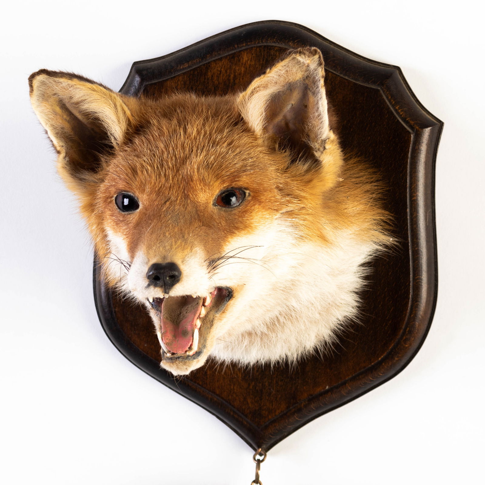 ANTIQUE TAXIDERMY RED FOX HEAD WALL MOUNT ON OAK SHIELD PLAQUE WITH TAIL (1 of 3)