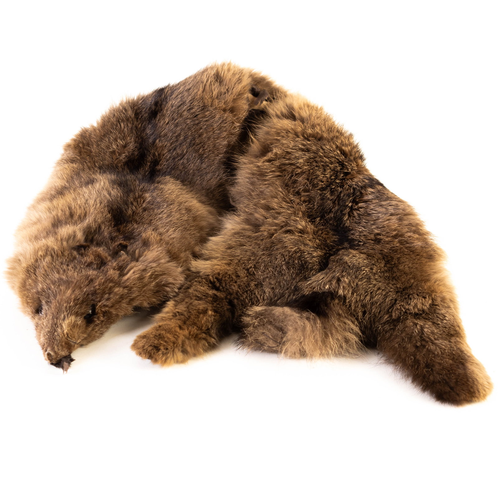 ANTIQUE RIVER OTTER TAXIDERMY HIDE FUR: From a collection of Wedgwood and other selected ceramic/porcelain objects. Kindly examine all photographs provided in this listing or ask for a condition report. All items offered are in generally go