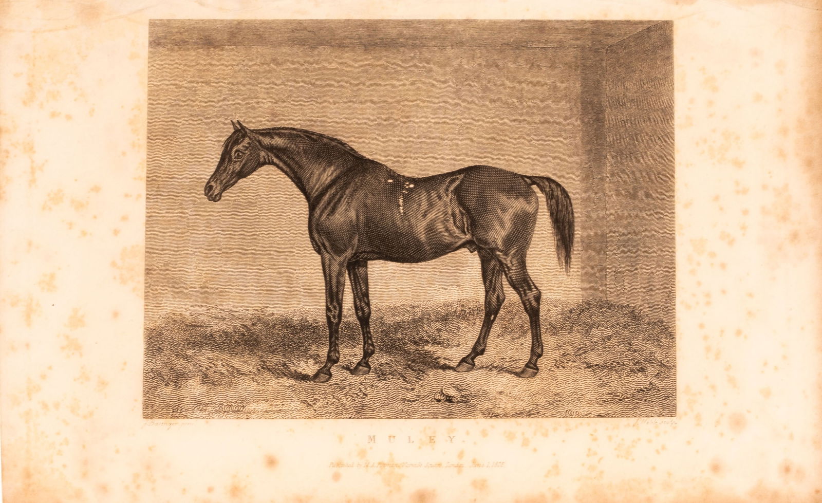 MULEY ANTIQUE HORSE ENGRAVING (1 of 3)