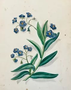 Botanical Study, ca 1900, Watercolour, Embossed (1 of 1)