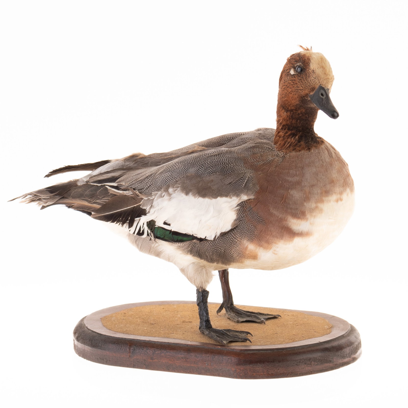 TAXIDERMY DUCK EUROPEAN WIGEON: Kindly examine all photographs provided in this listing or ask for a condition report. All items offered are in generally good, pre-owned condition, unless otherwise specifically described. The item i
