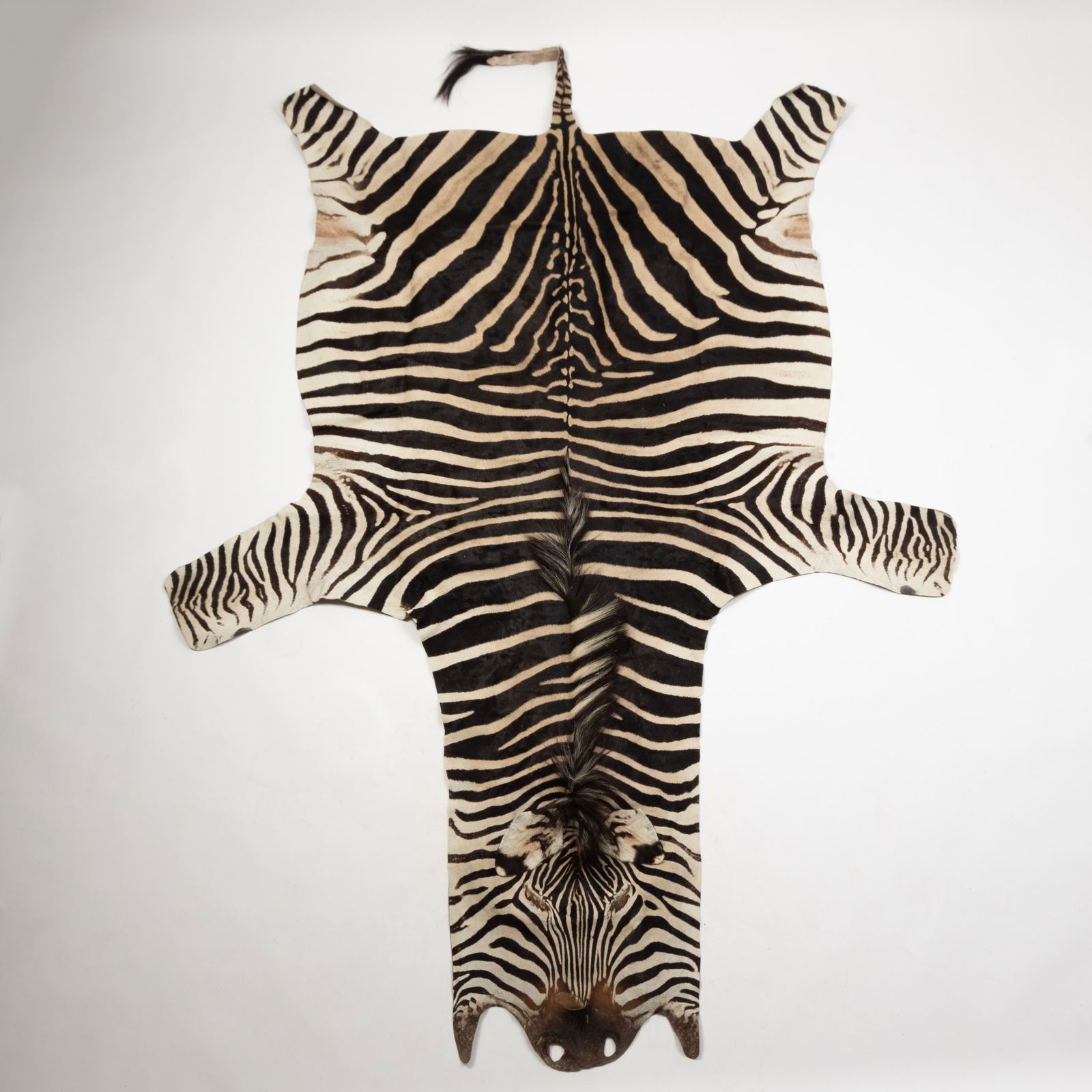 ANTIQUE TAXIDERMY AFRICAN ZEBRA SKIN HIDE CARPET RUG (1 of 6)
